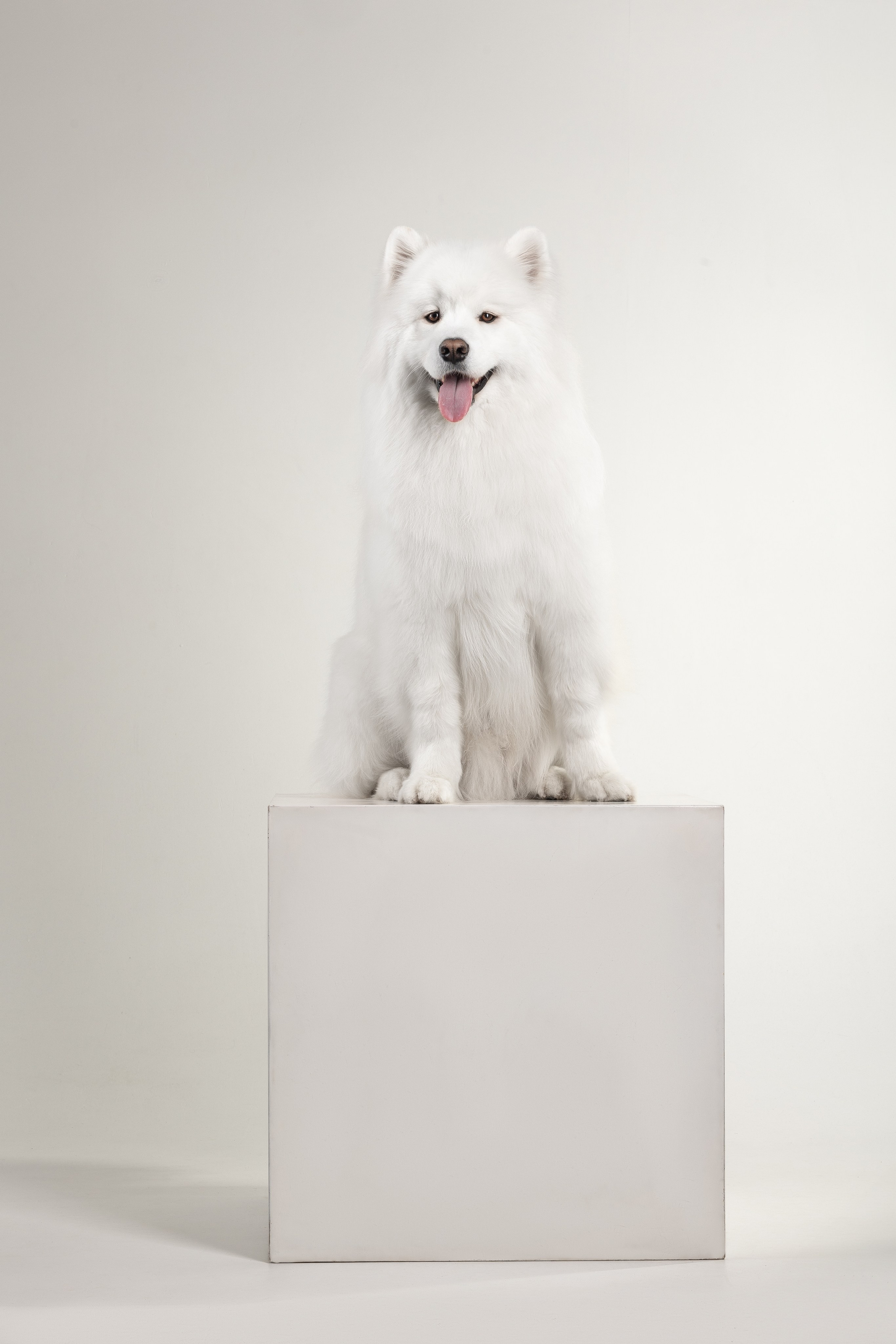 Самоеды в студии. Фотограф анималист в Москве Майорова Евгения