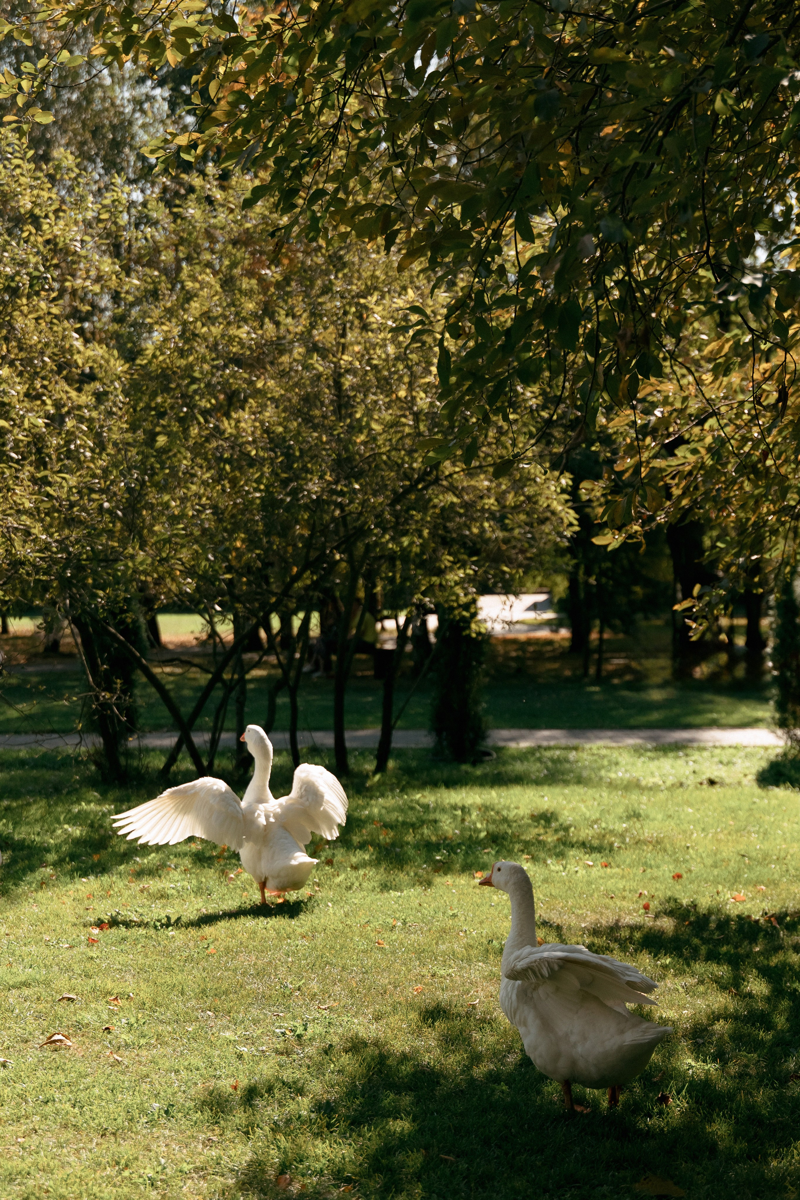 Золотая осень Андрея и Дарьи в Art Village Club. Свадебный фотограф Москва