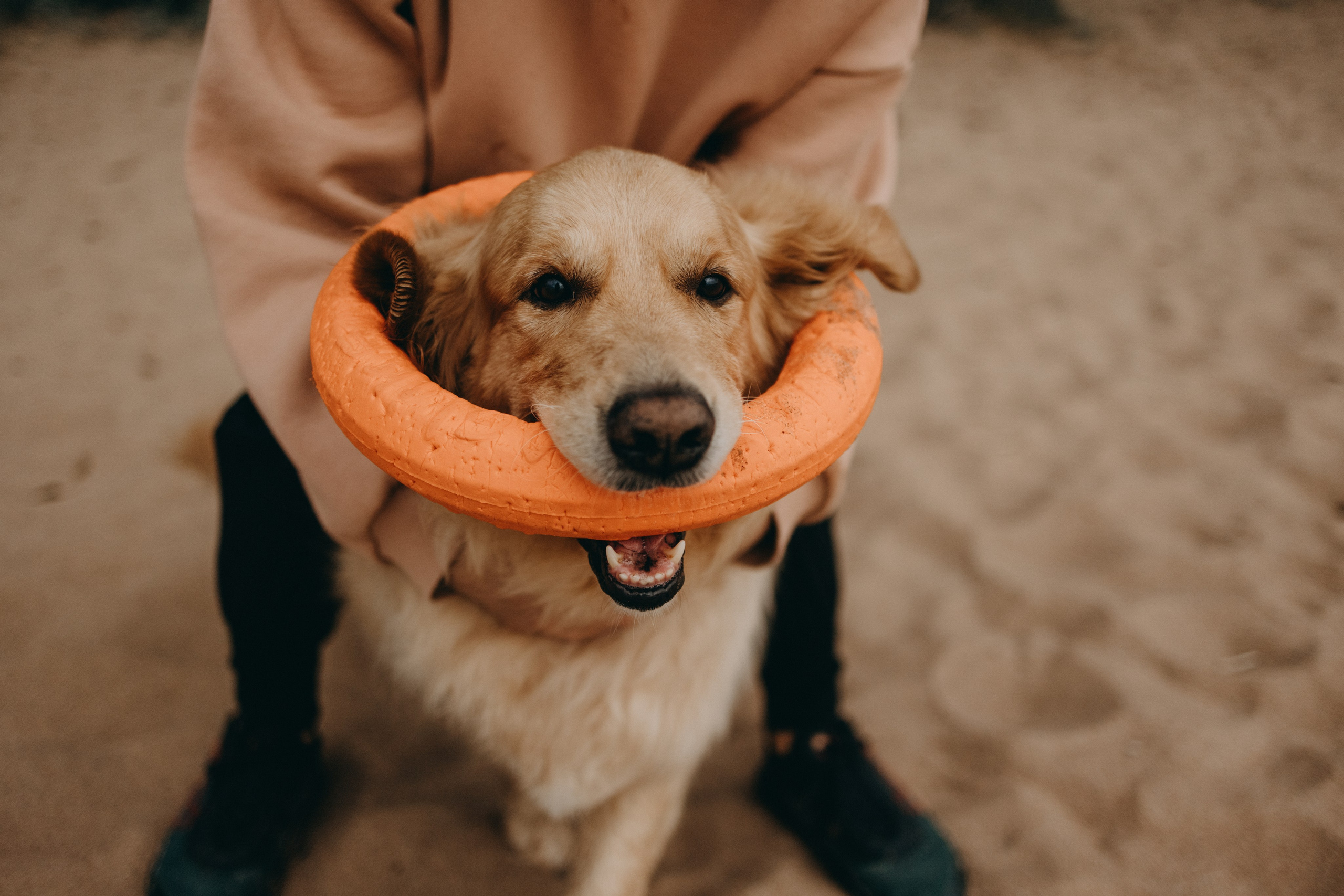 Фоси и его семьи. Фотограф — Анималист | Санкт-Петербург