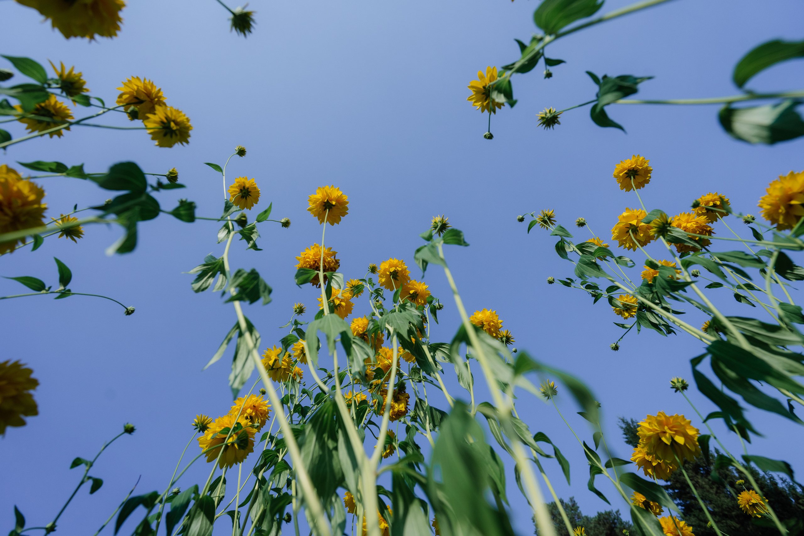 По классике. Семейные фотосессии и свадьбы в Краснотурьинске
