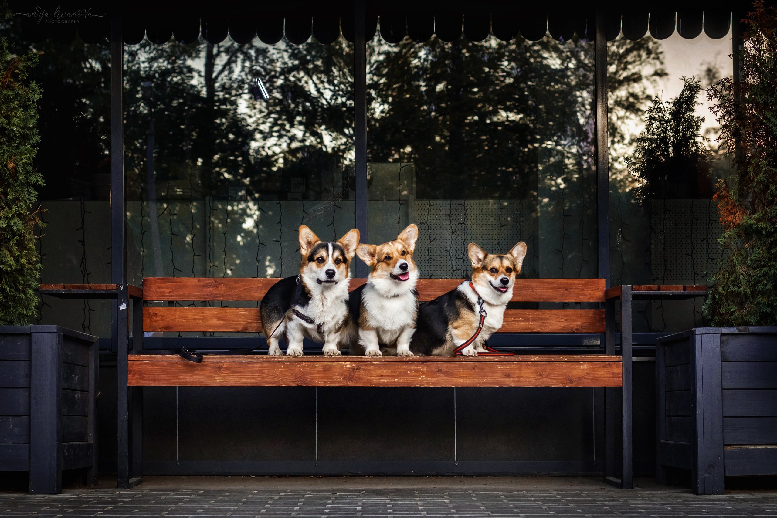 Коржики на Набережной. Фотограф анималист Аня Ливанова | Рыбинск