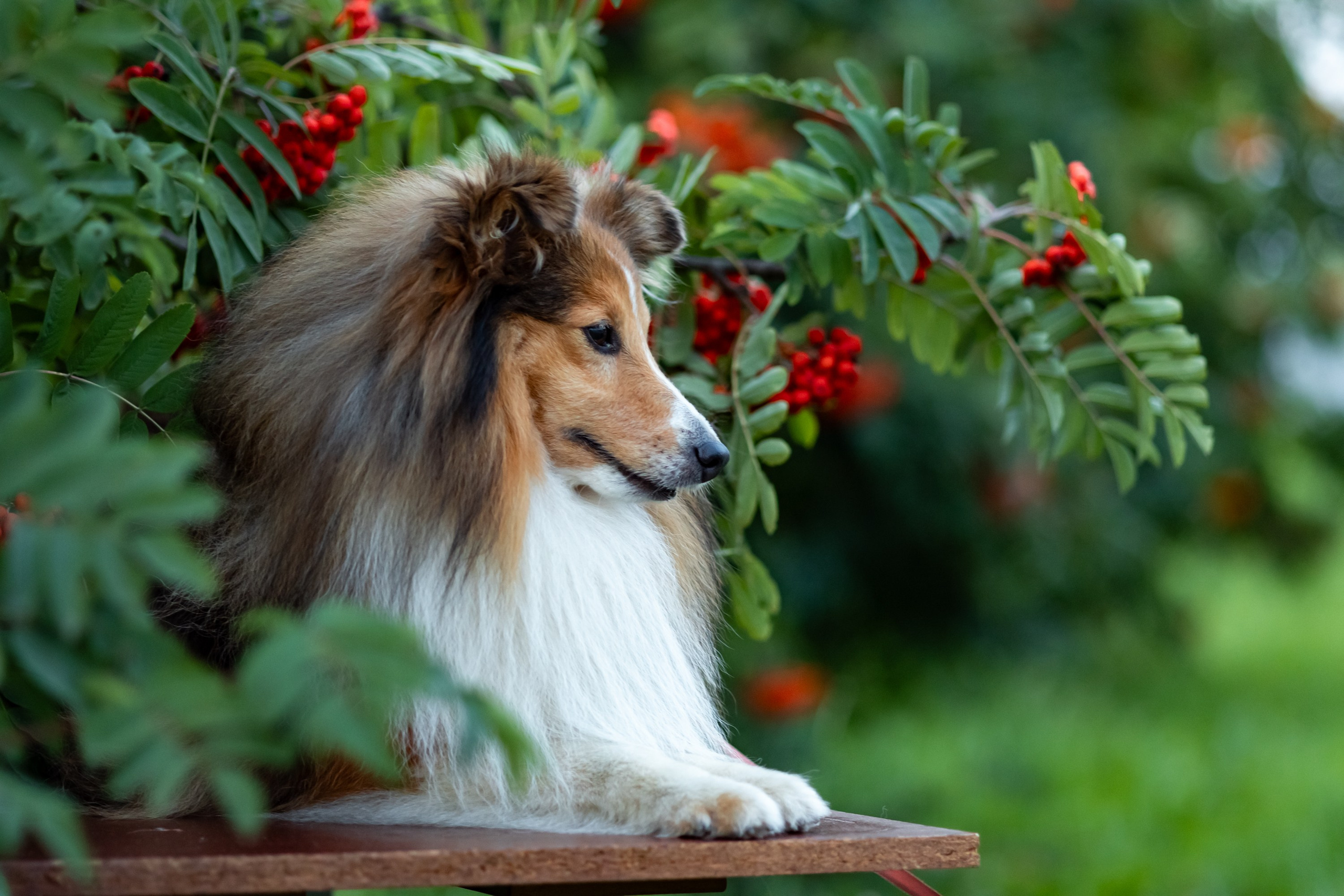 Рябинки. Фотограф анималист Аня Ливанова | Рыбинск