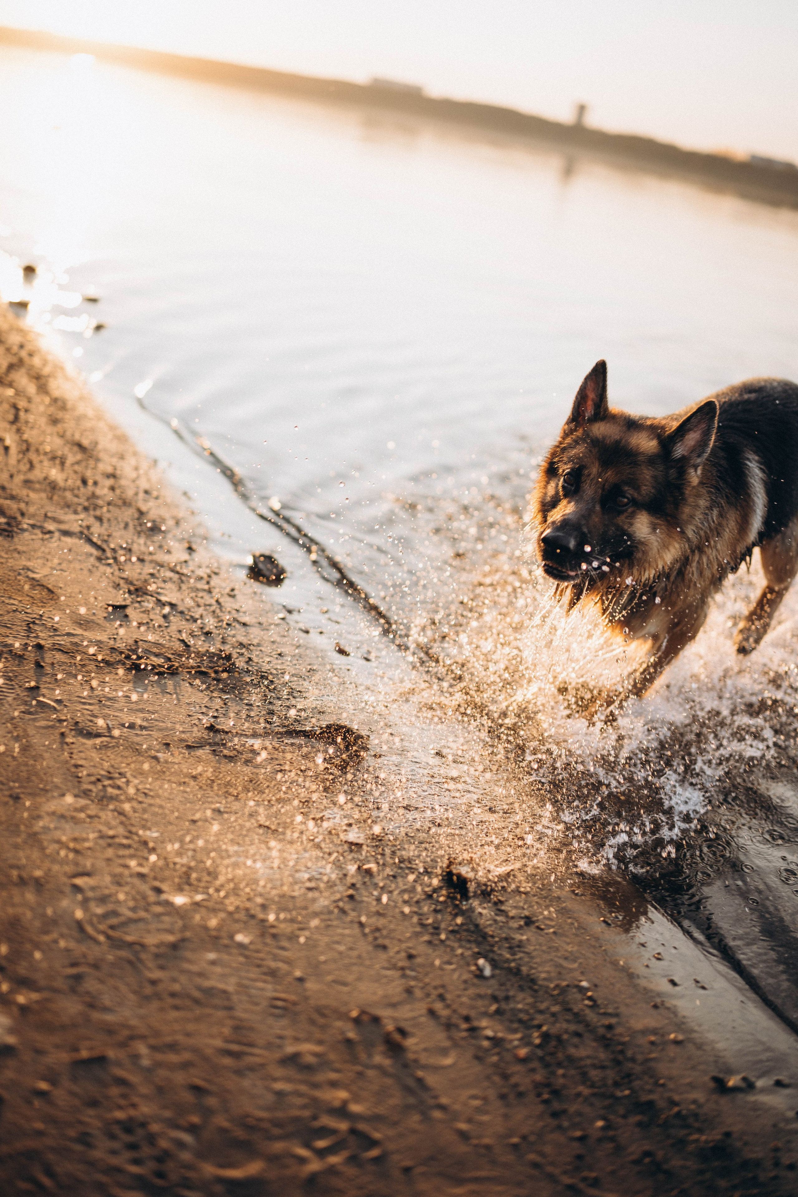 Карина & Килл. Свадебный и семейный фотограф в Перми Дарья Алекс