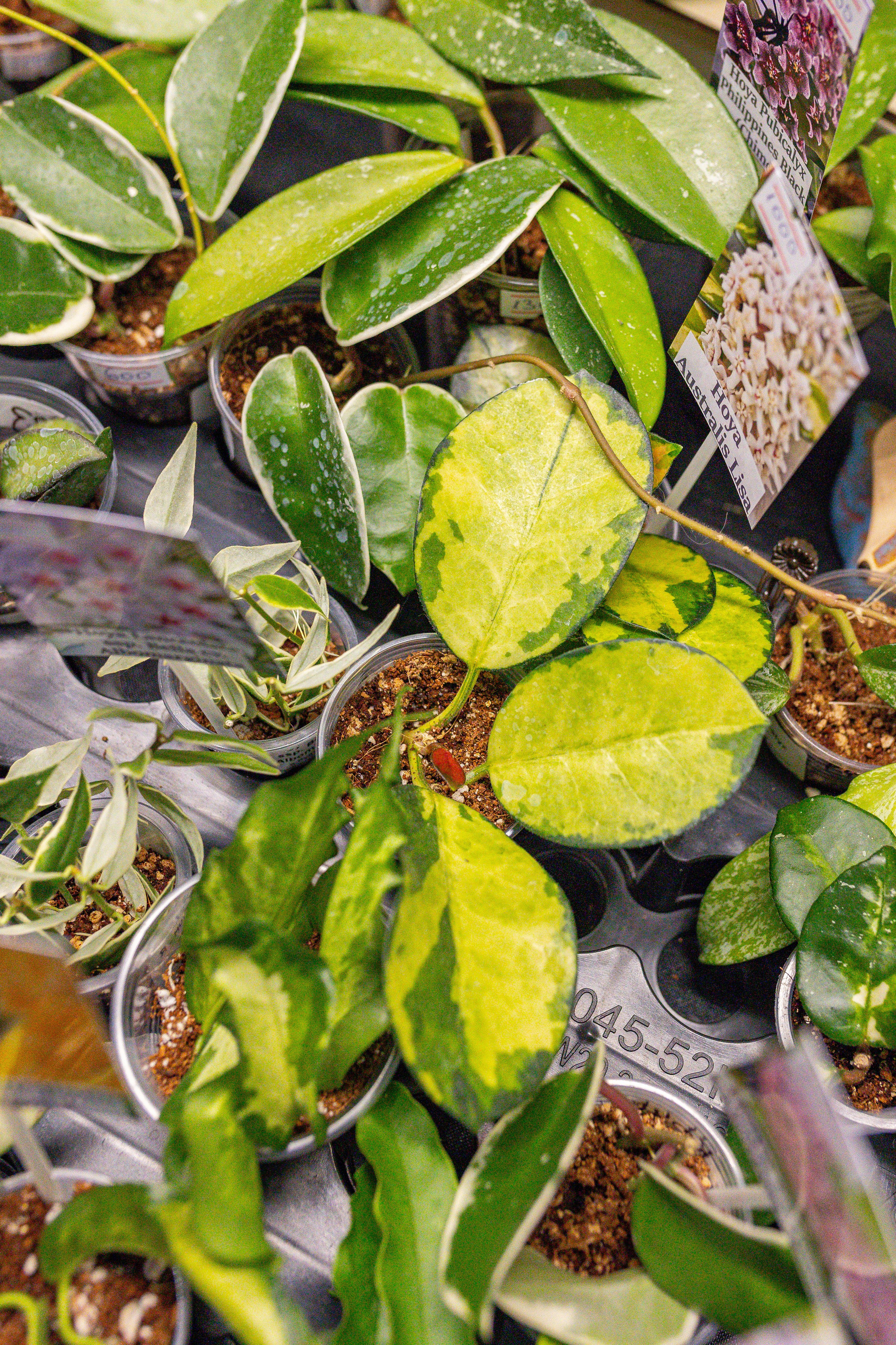 Монстериум апрель 2026. Александра Куликова фотограф, Москва