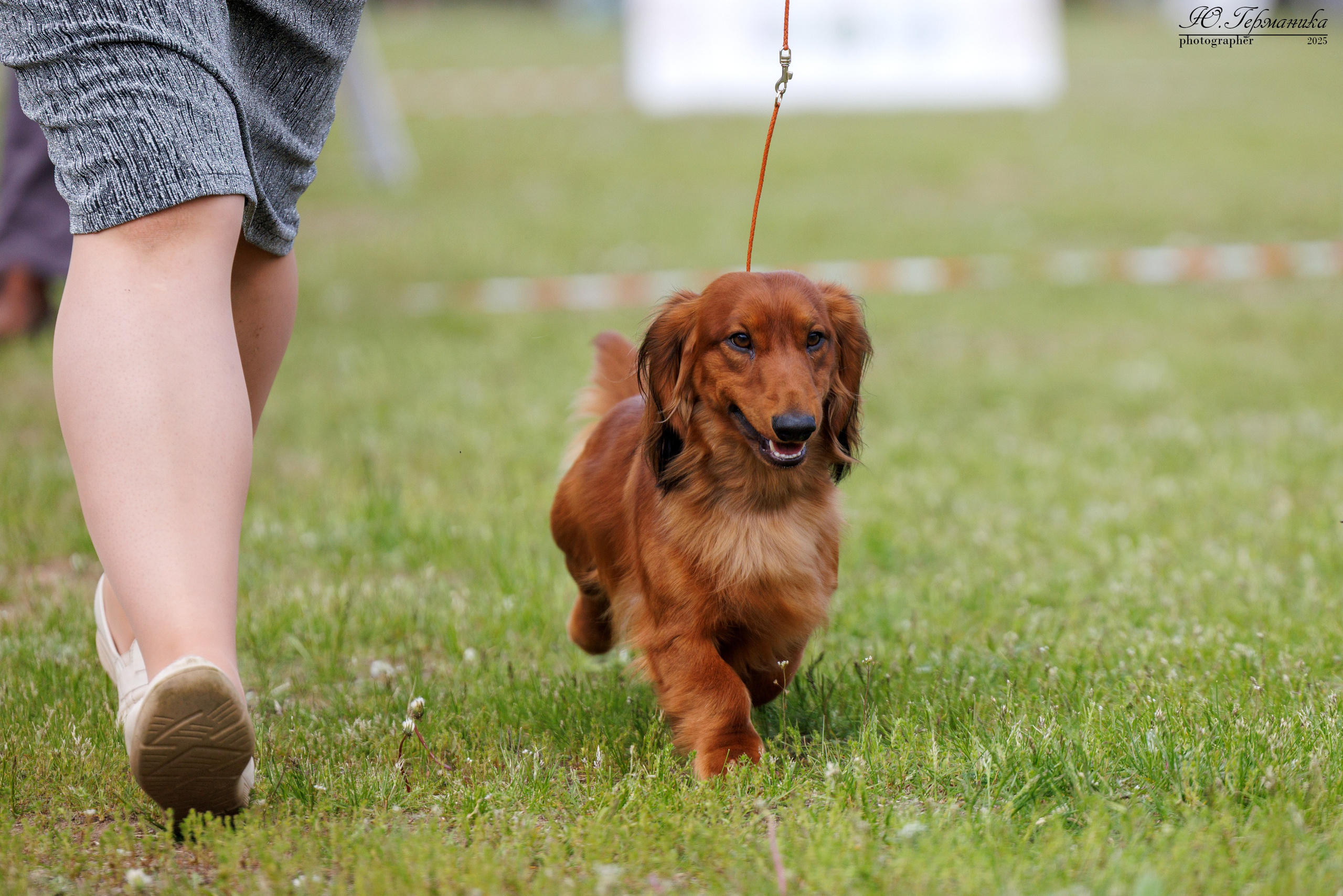 Суздаль(Владимир)17-18.05.2025. Фотограф-анималист Юлия Германика