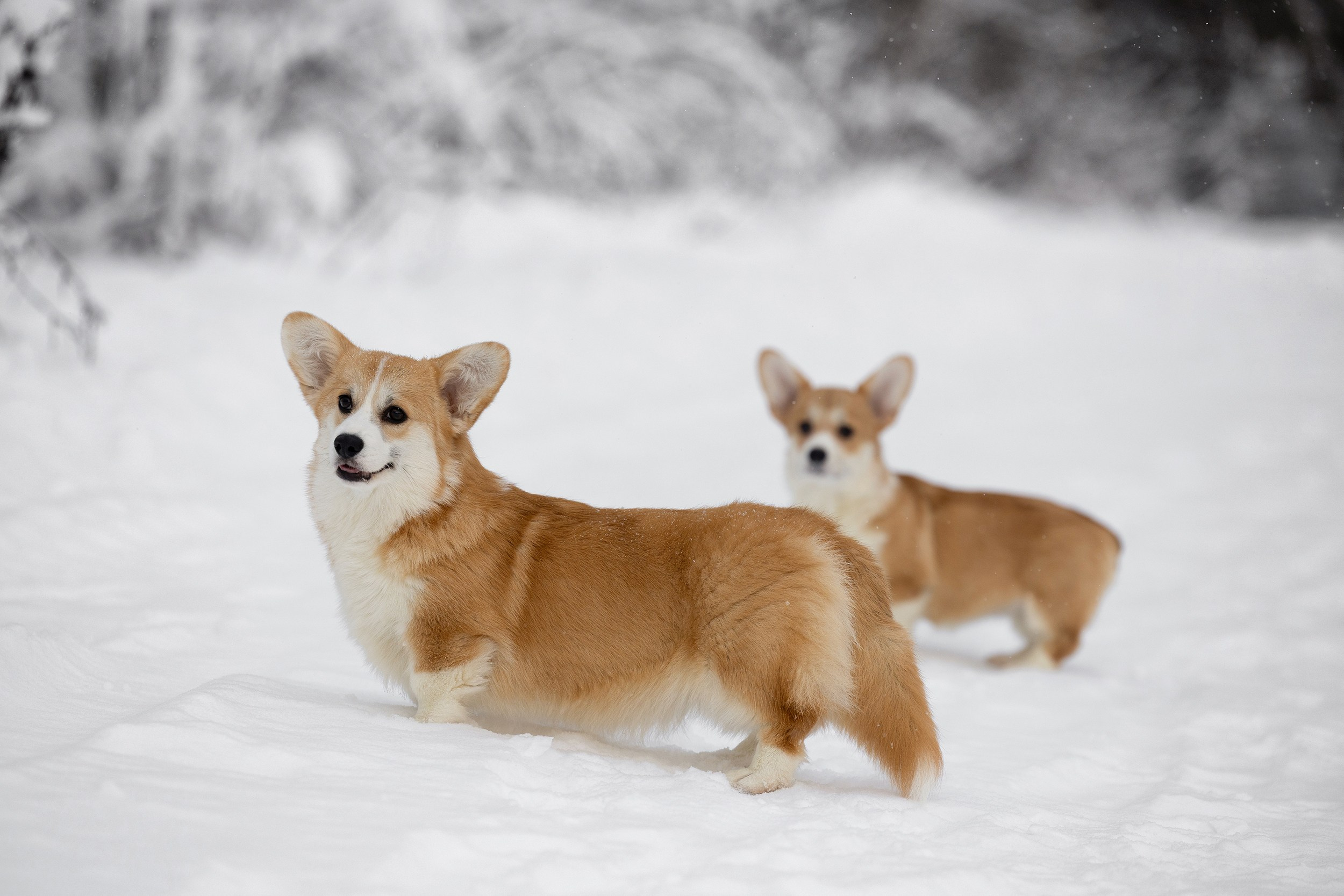 Питомник Mistycor. Мои работы