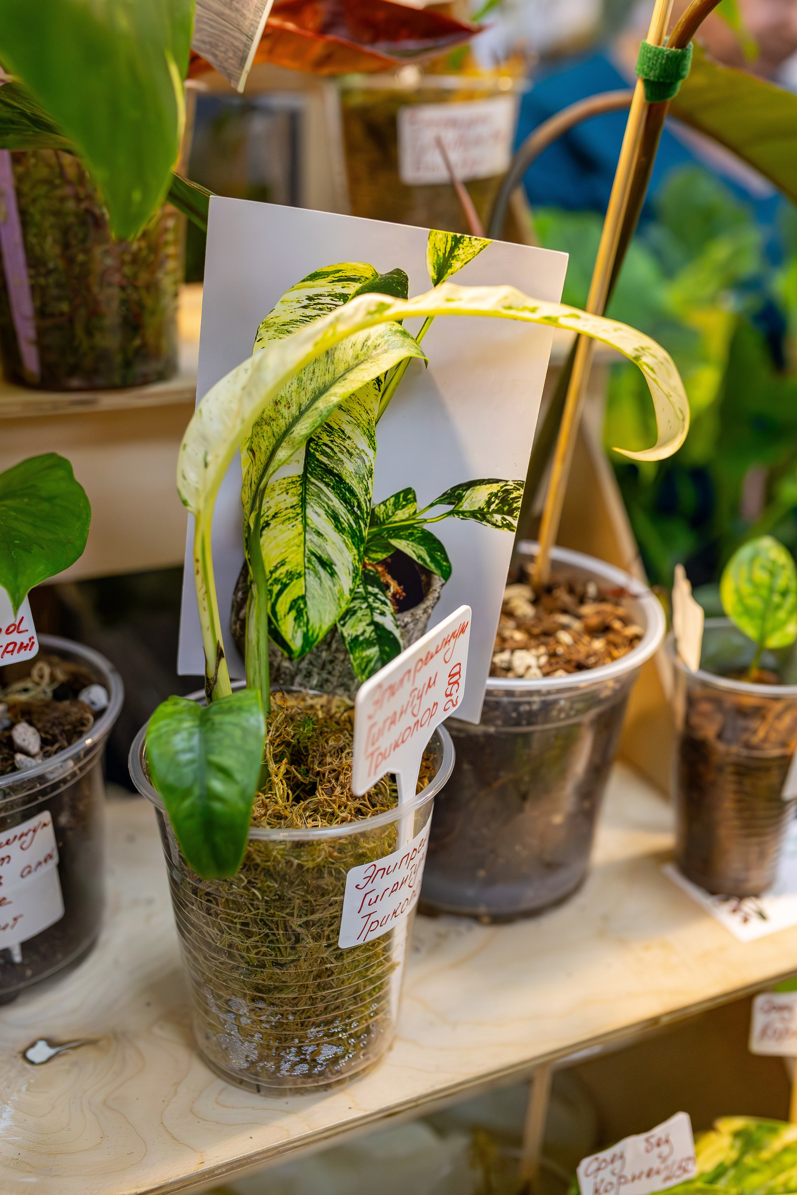 Монстериум апрель 2026. Александра Куликова фотограф, Москва