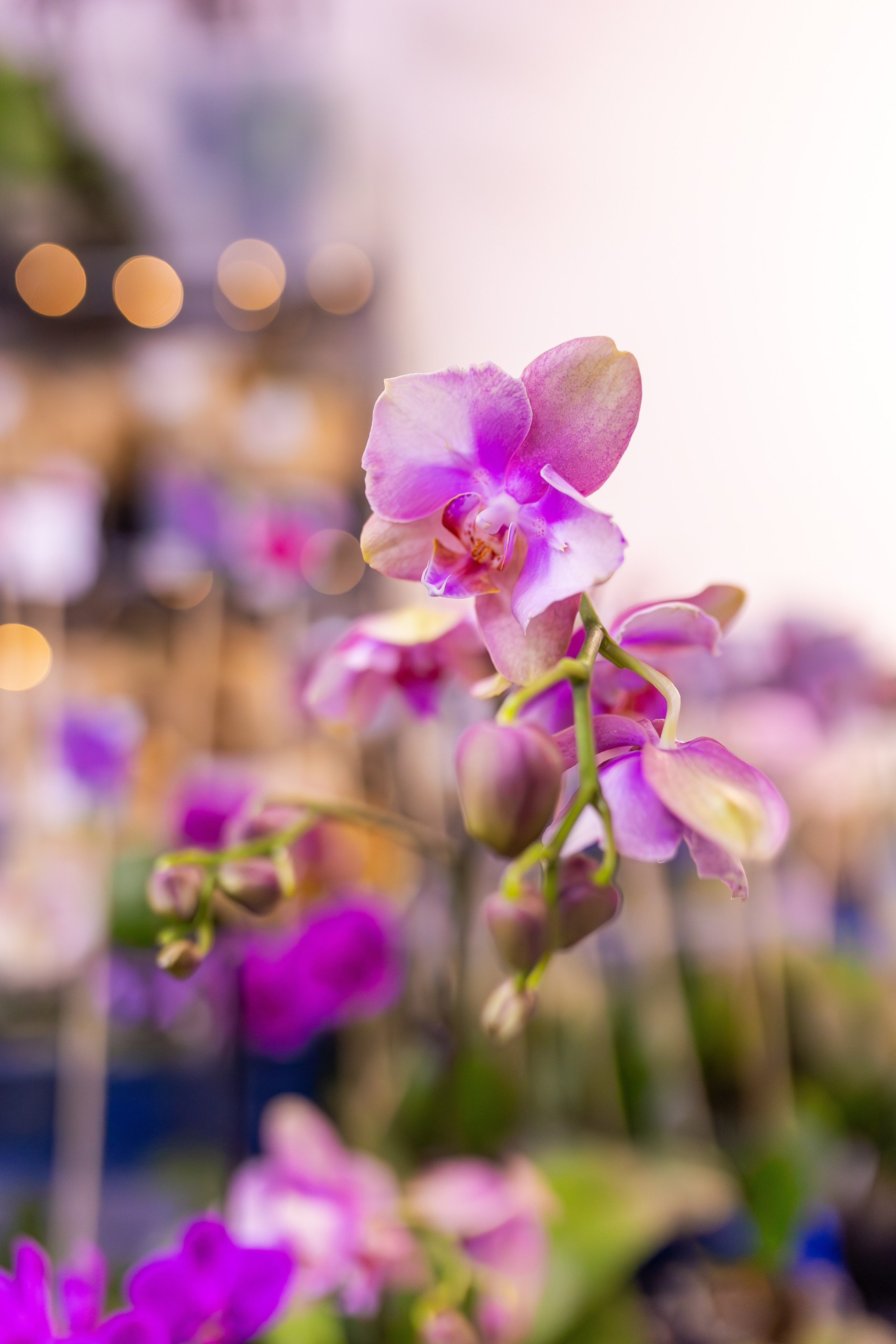 Орхидиум сентябрь 2025. Александра Куликова фотограф, Москва