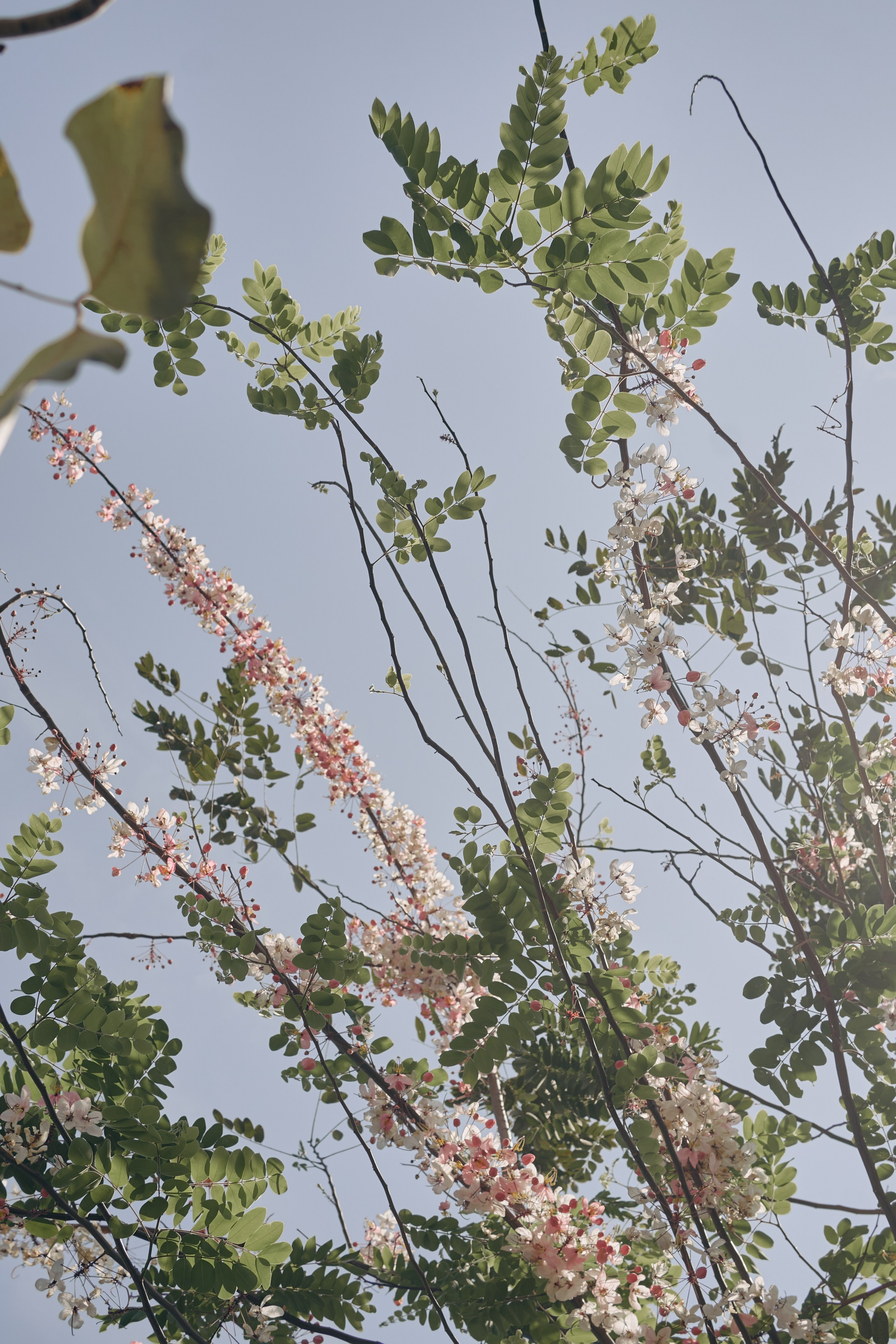 Jungle Farm. Mayskaya photography