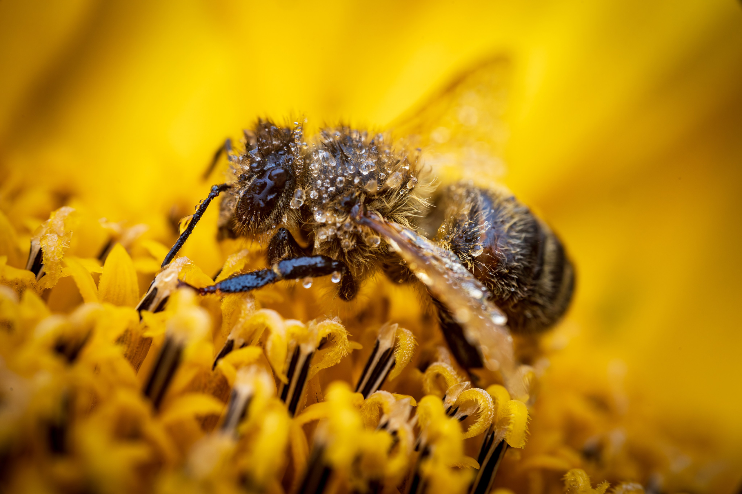 Макро. Фотохудожник Артём Парамонов