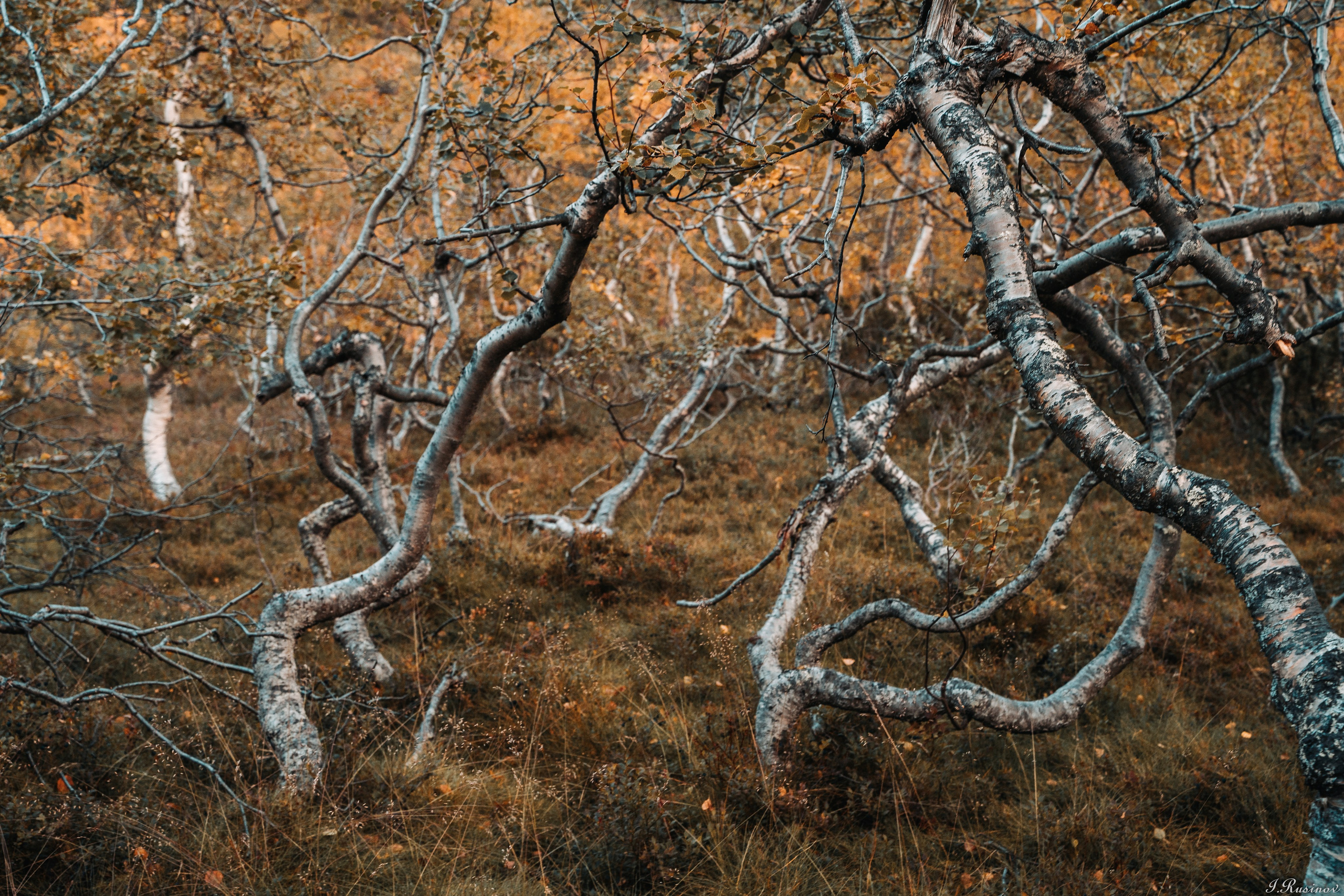 ХИБИНЫ 2021 г. Event фотограф Степанова Александра