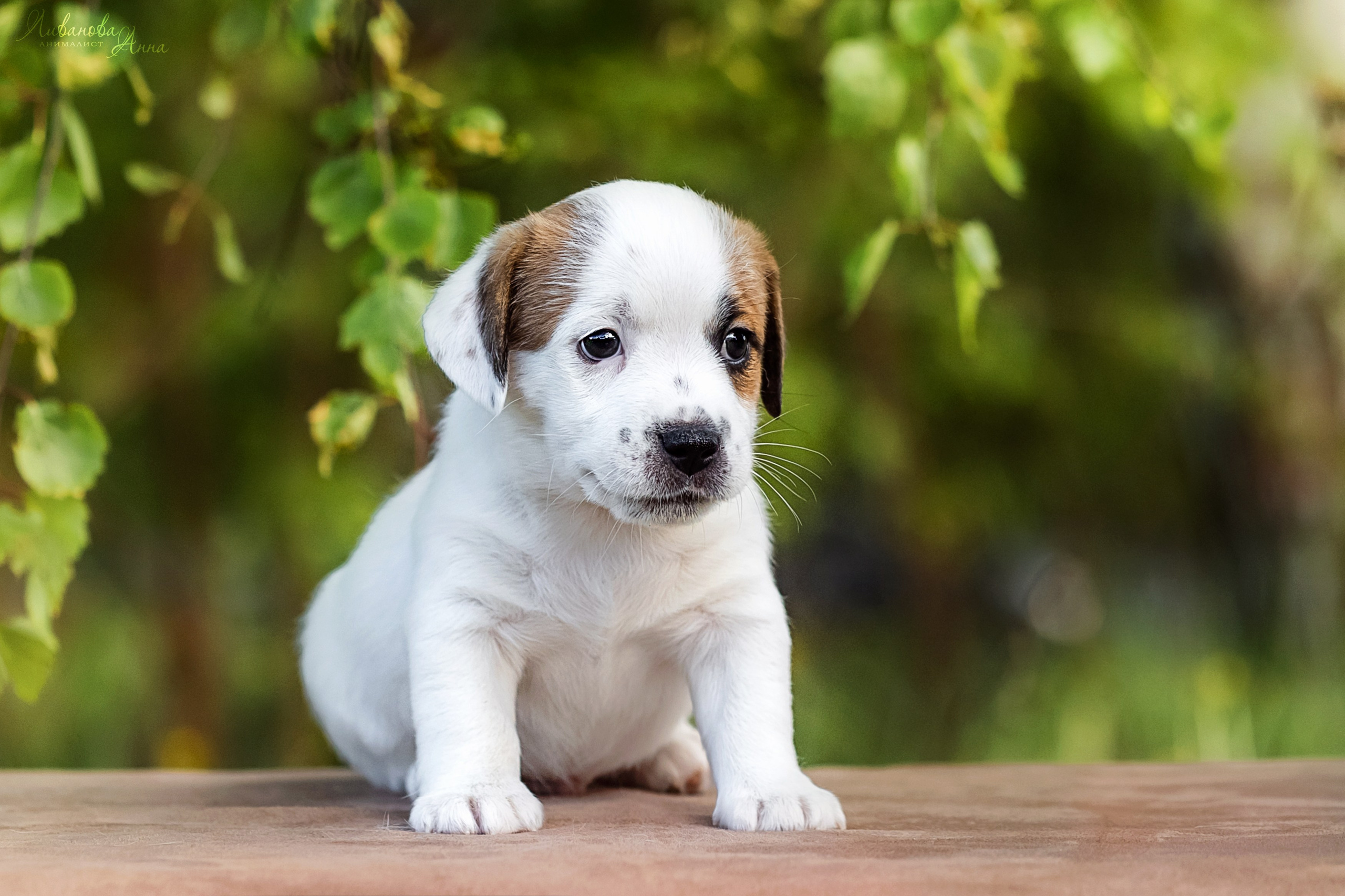 Джеки. Фотограф анималист Аня Ливанова | Рыбинск