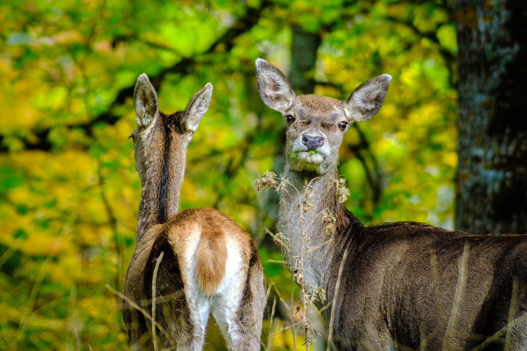 «Золотая осень в Крыму 2025»
