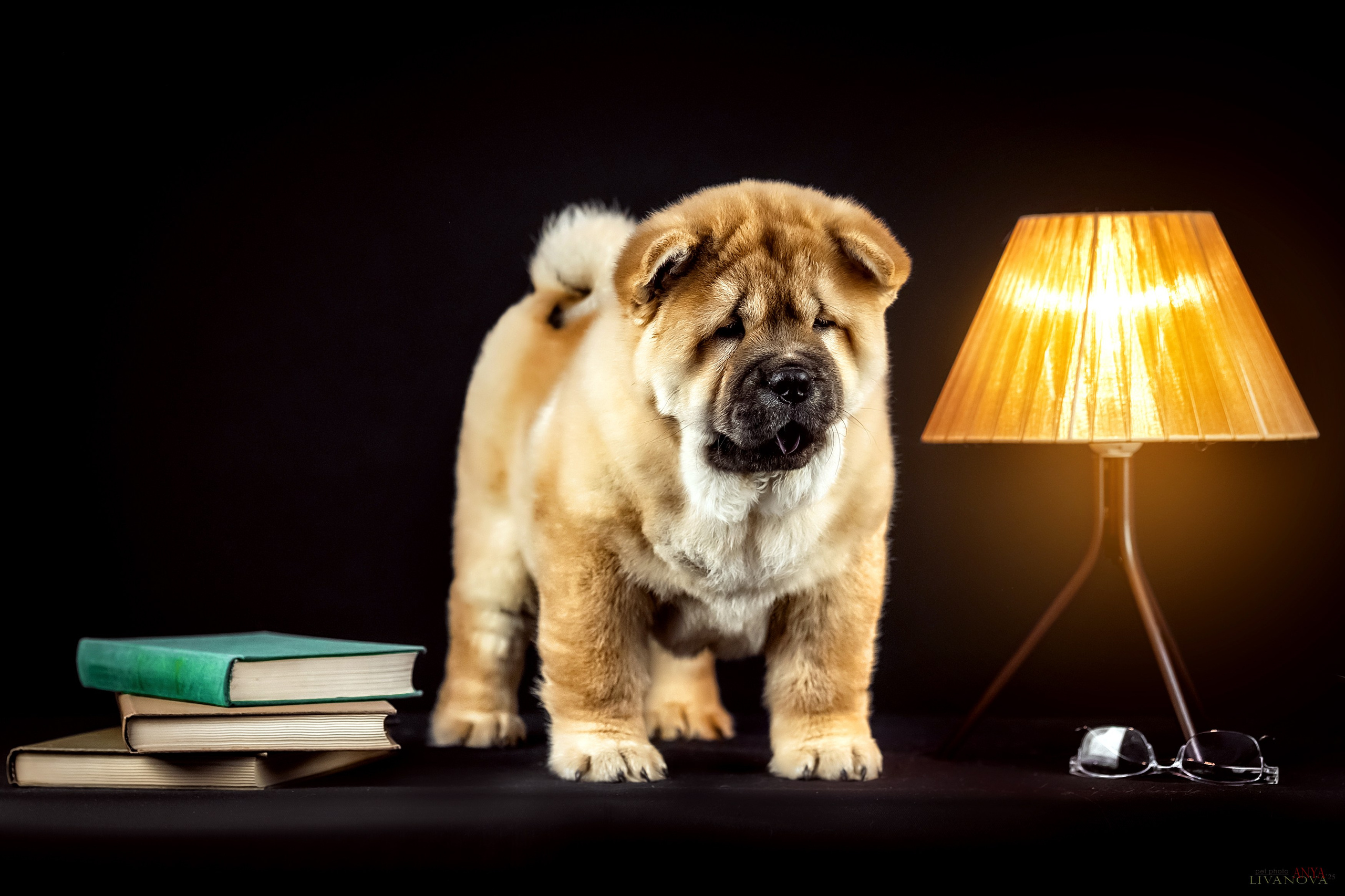 Смуфы. Фотограф анималист Аня Ливанова | Рыбинск