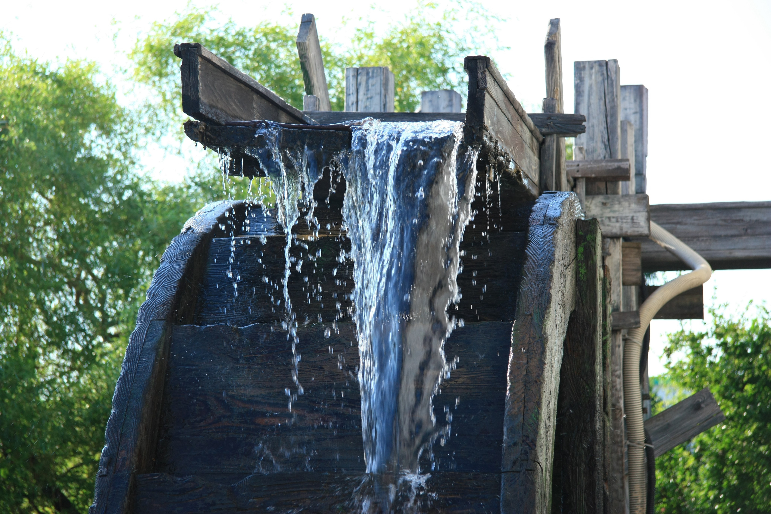 Первые кадры. Сочи — парк. Фотограф Роман Адлер