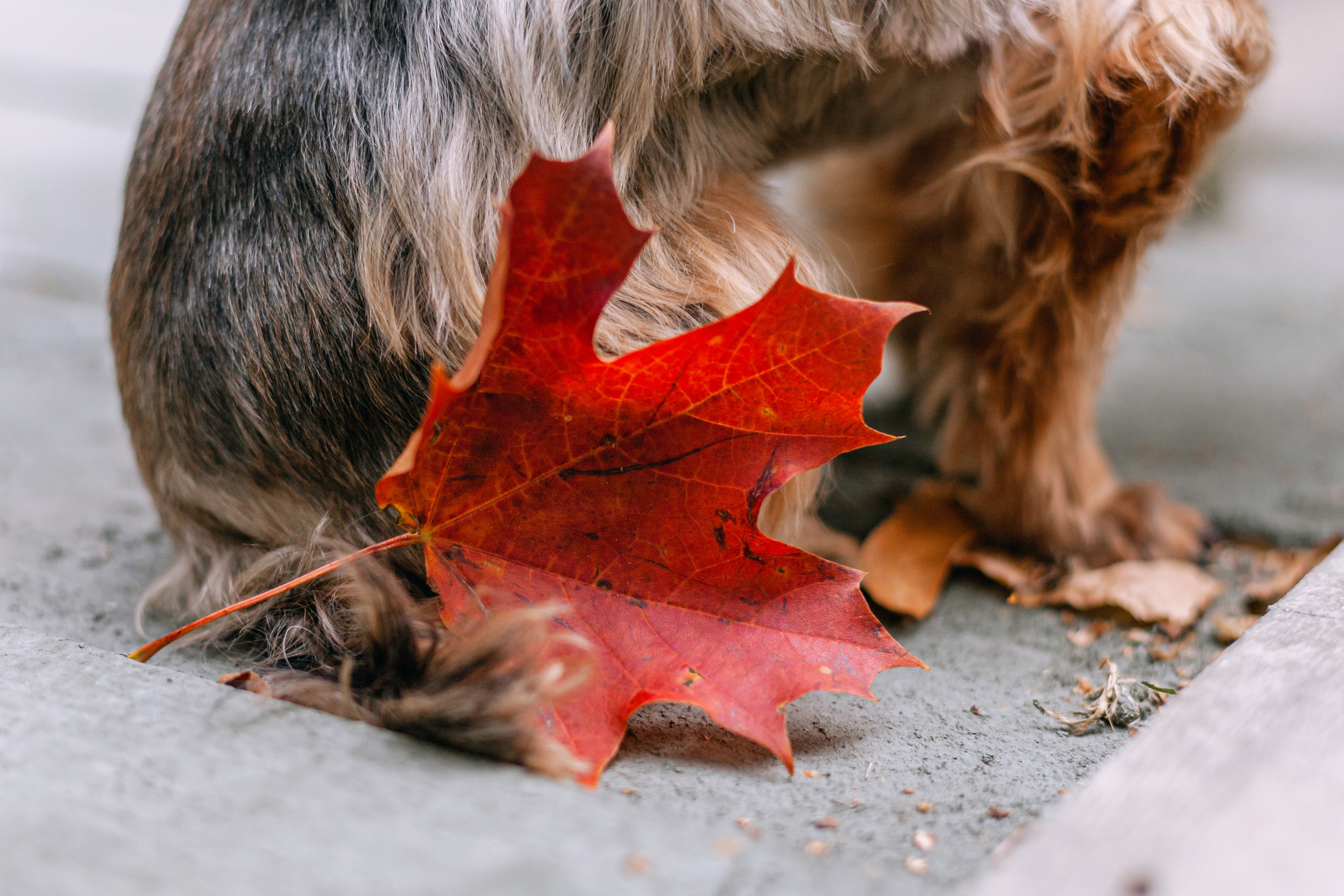 Катя и Моня. Фотограф-анималист Татьяна Степанова