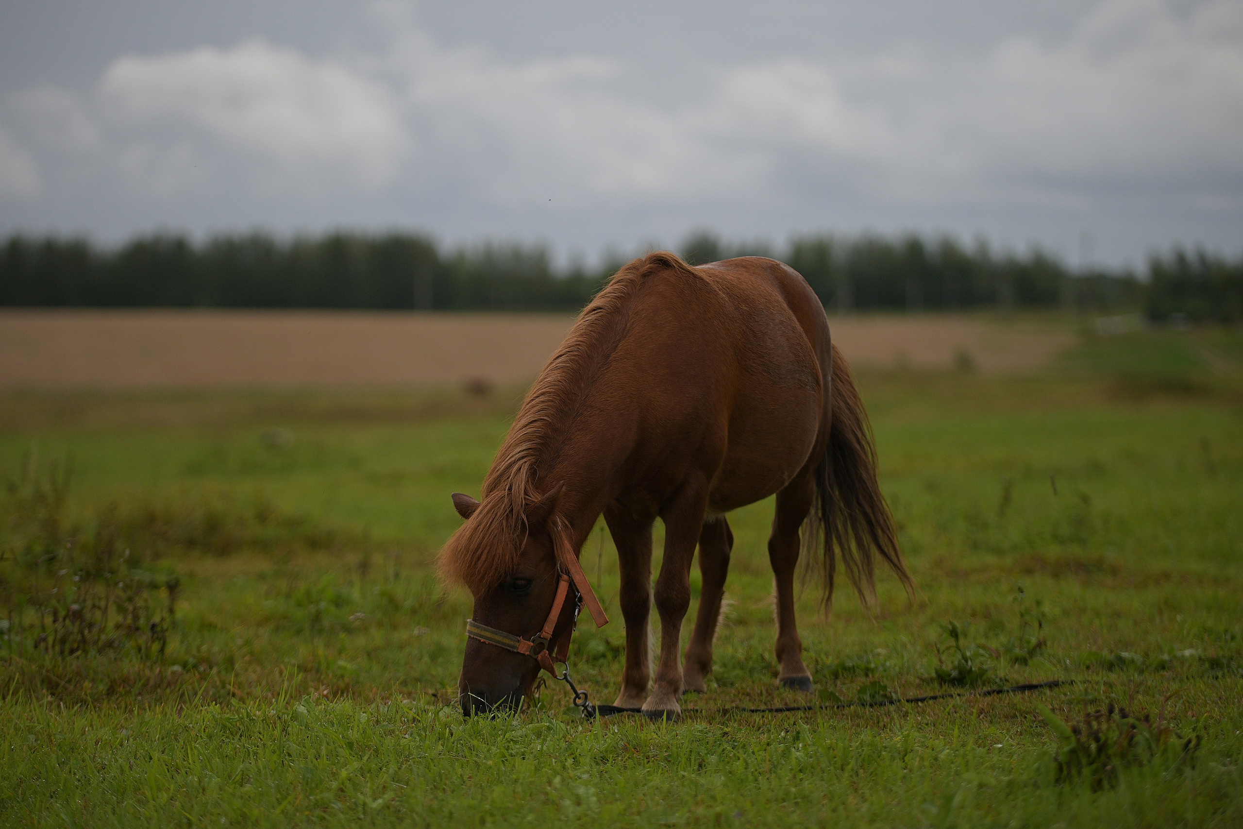 Льняная свадьба. Творческий фотограф Вологда