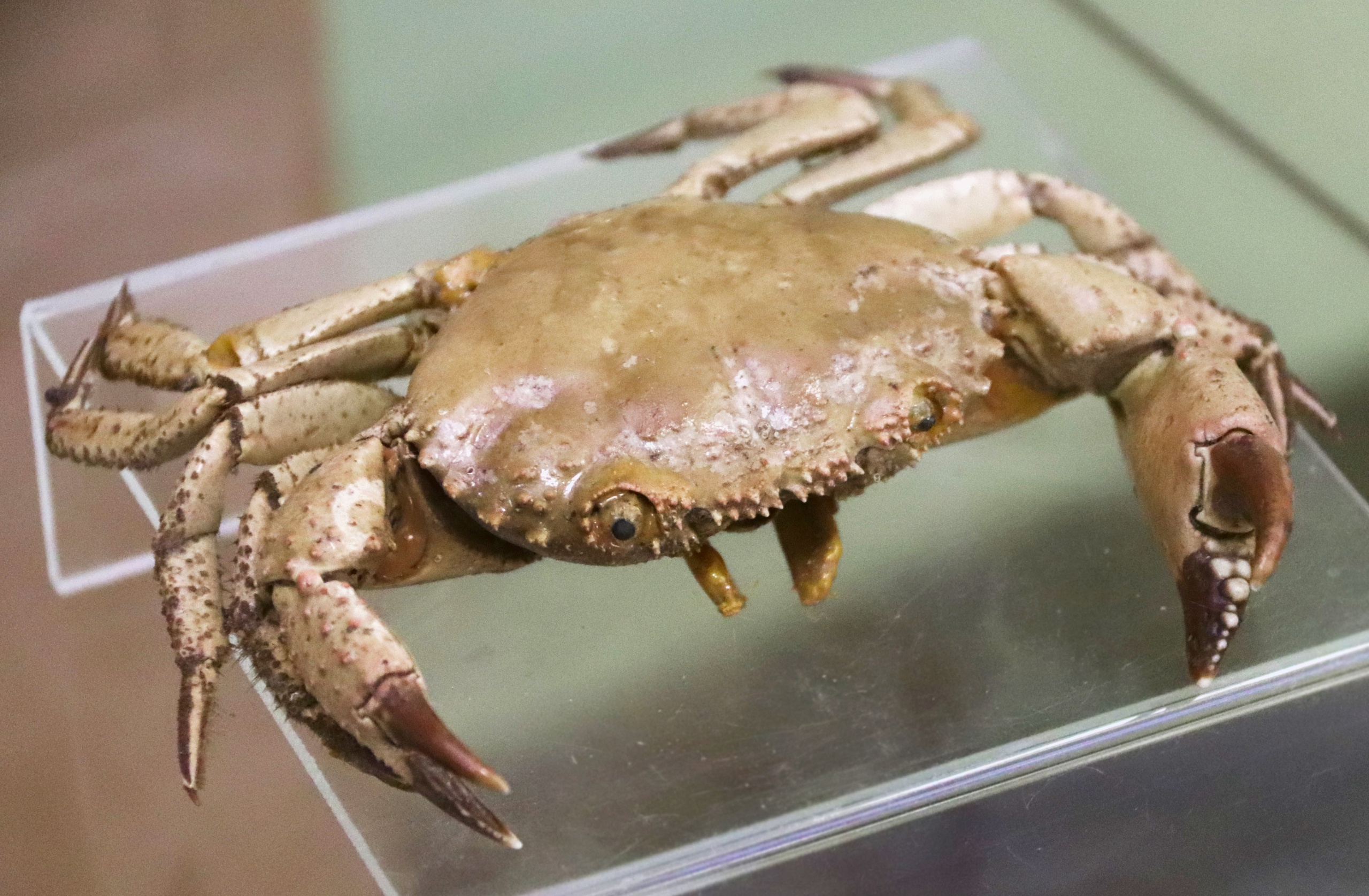 Морской калейдоскоп. Фотограф Юлия Маринина