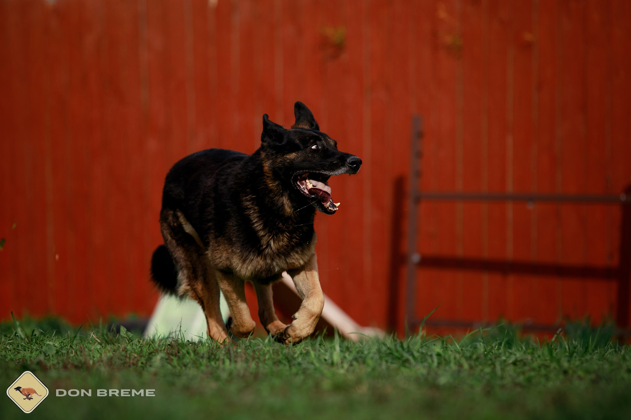 Семинар для фигурантов, день 2. Фотограф-анималист Mary Mart — Москва, Питер