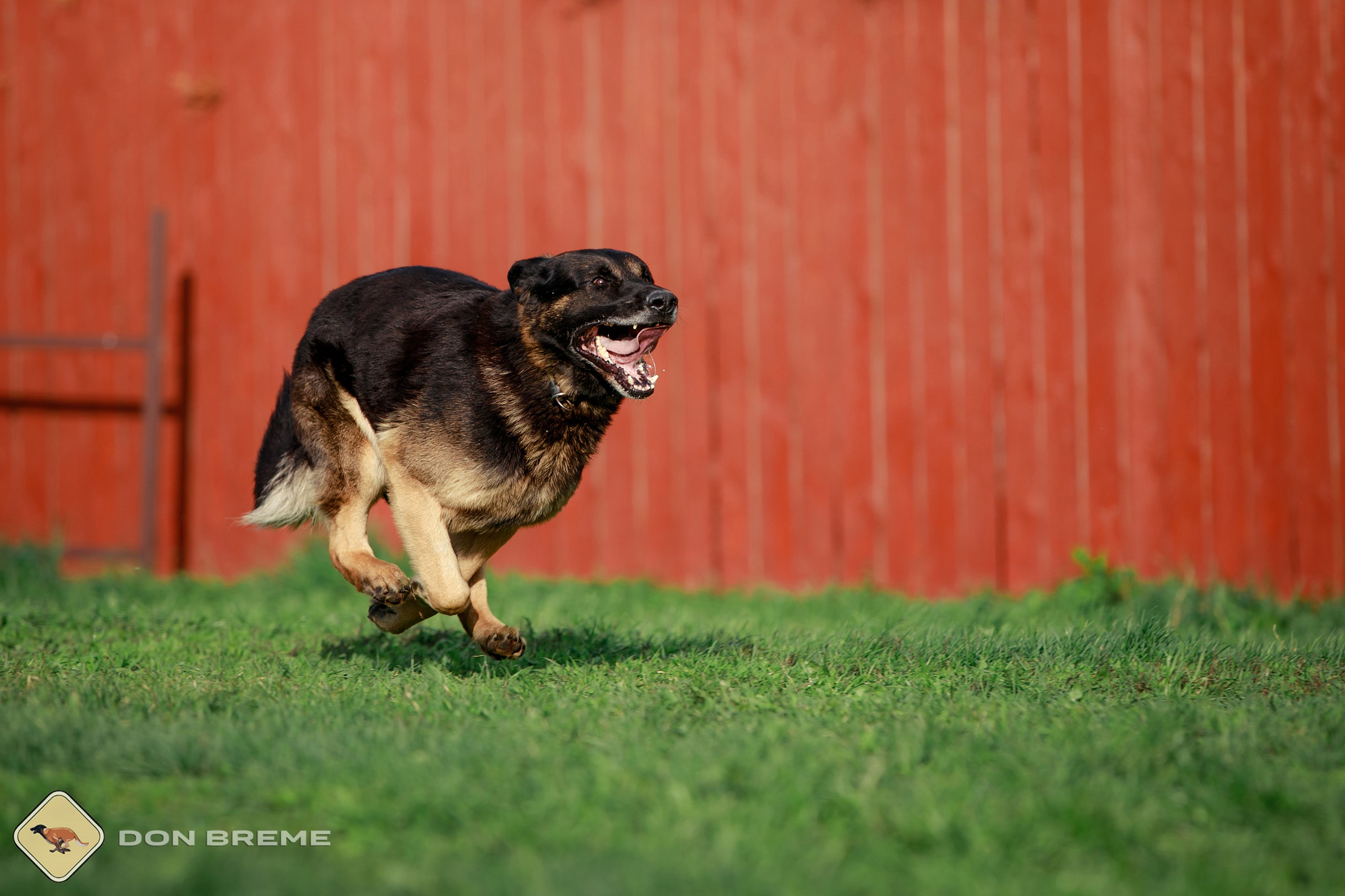 Семинар для фигурантов, день 2. Фотограф-анималист Mary Mart — Москва, Питер