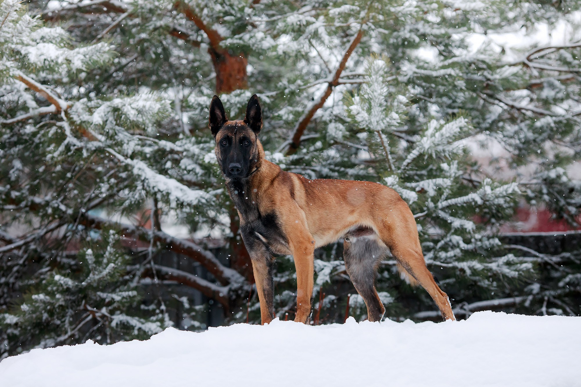 Зимние портреты. Фотограф-анималист Mary Mart — Москва, Питер