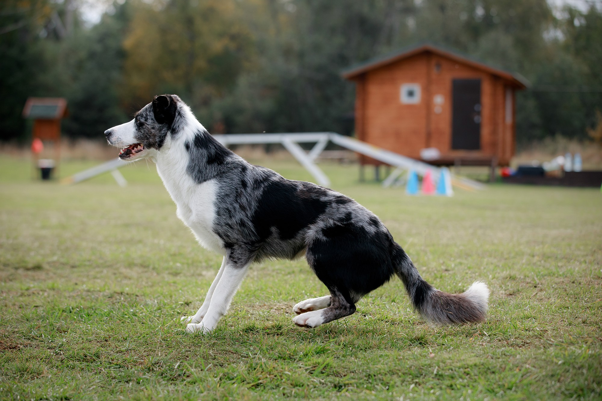 Лагерь по ОБД с Инной Баженовой. Фотограф-анималист Mary Mart — Москва, Питер