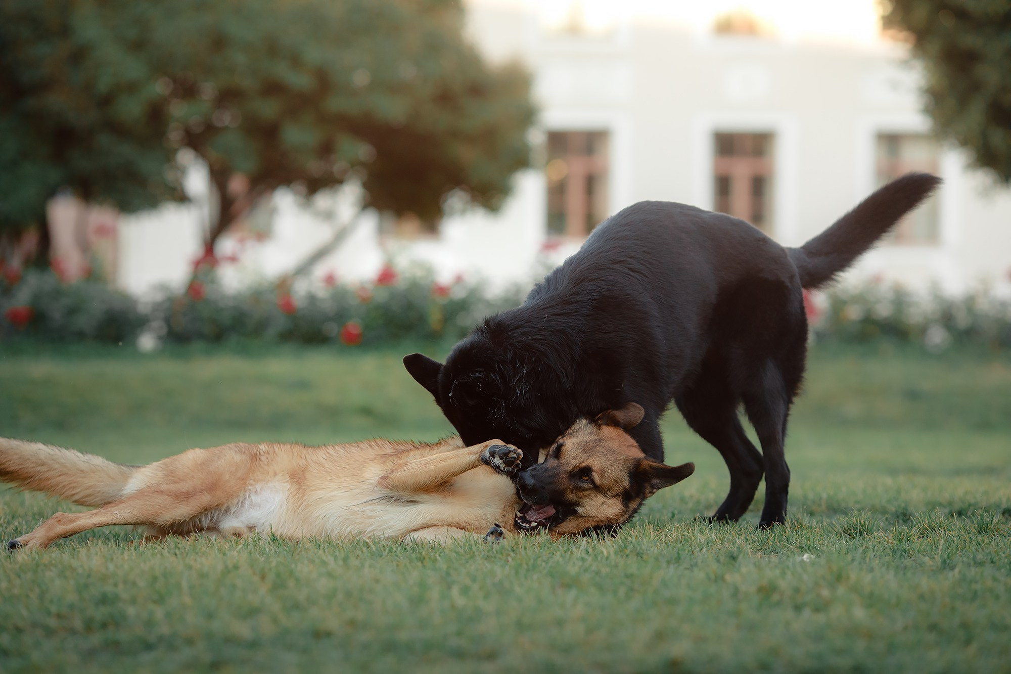 Алена, Кай и Мара. Фотограф-анималист Mary Mart — Москва, Питер