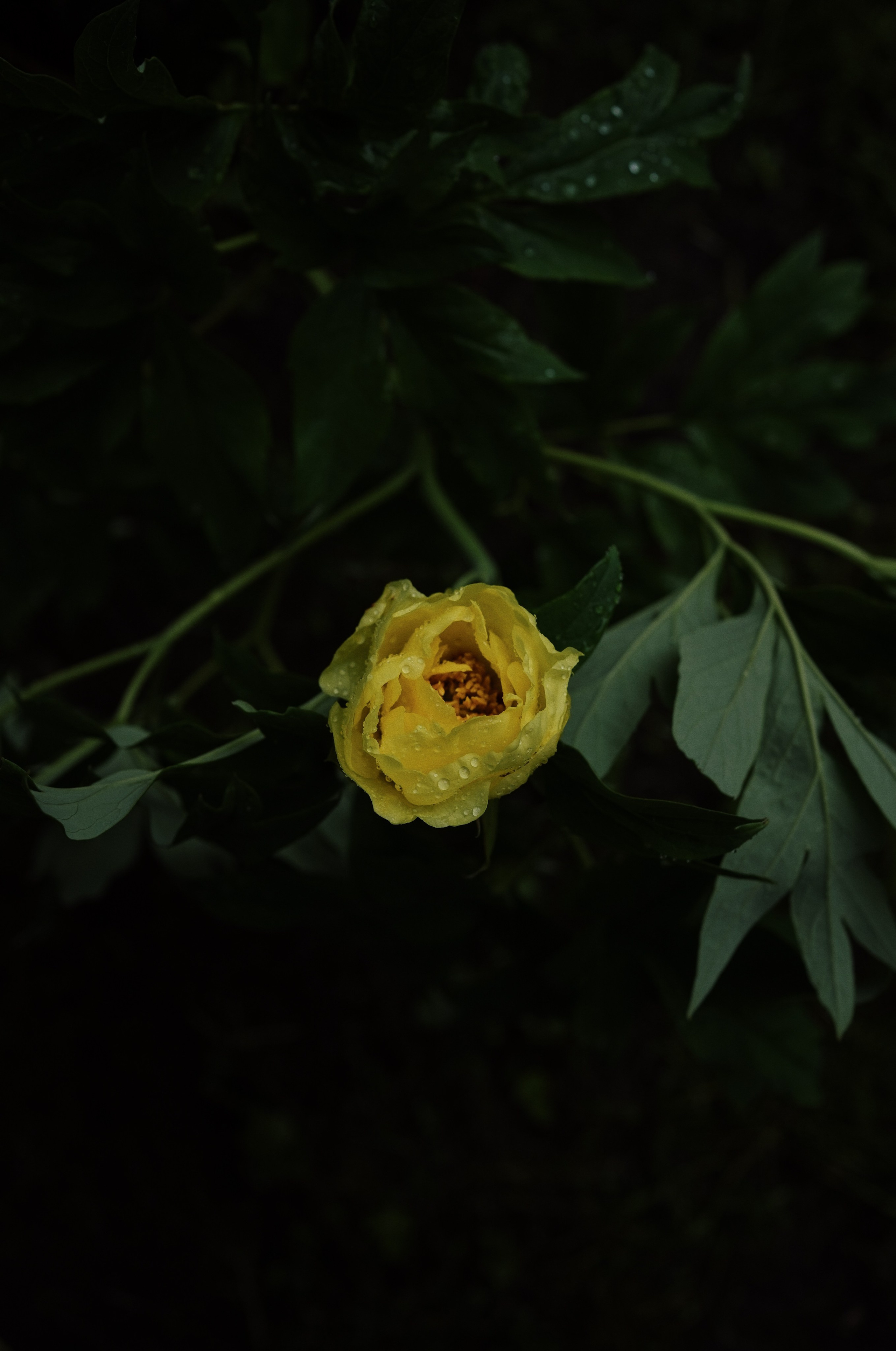 Botanical garden cards. Ксения Копна. Фотограф из Санкт-Петербурга