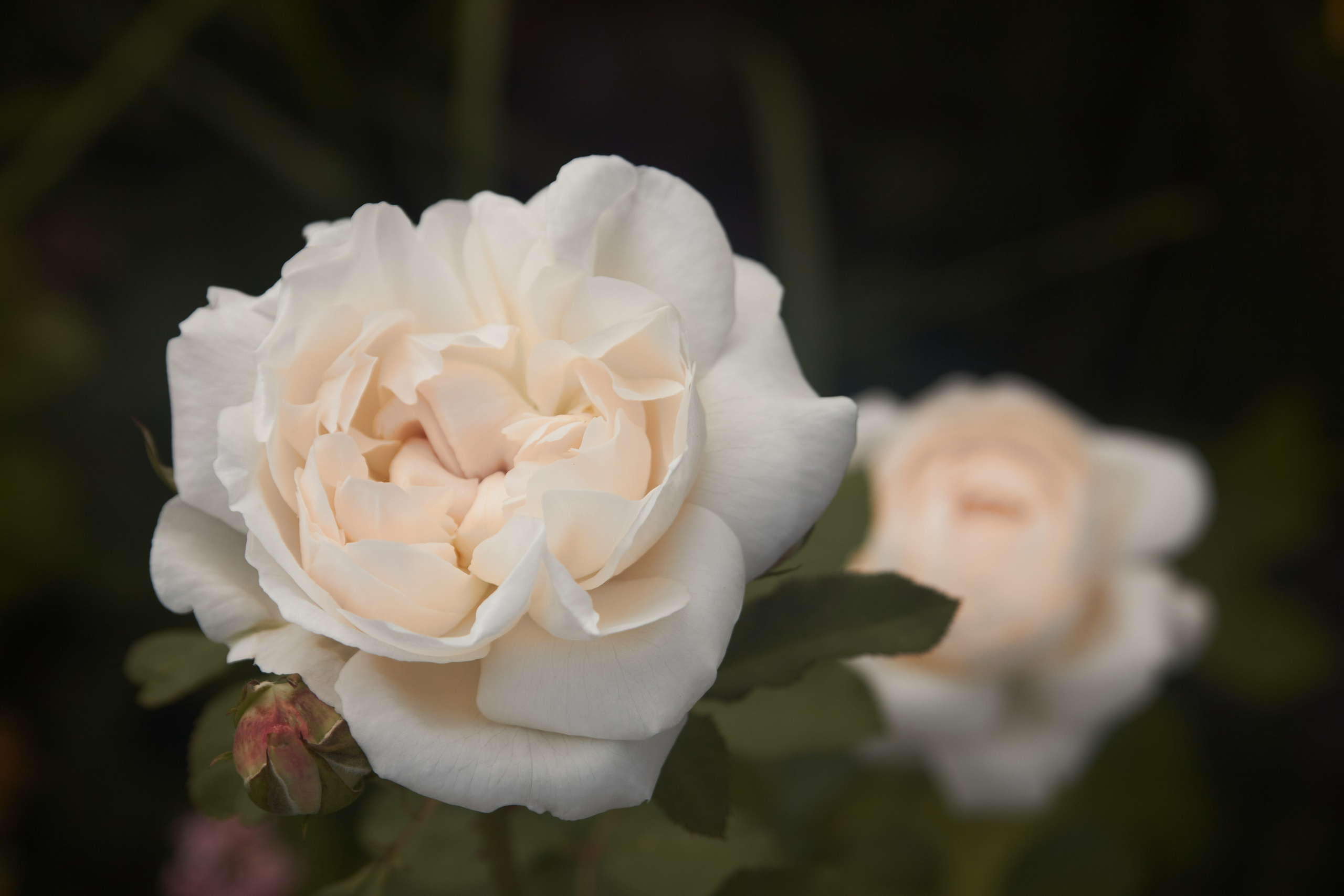 Цветы. Фотограф Сергей Яркин