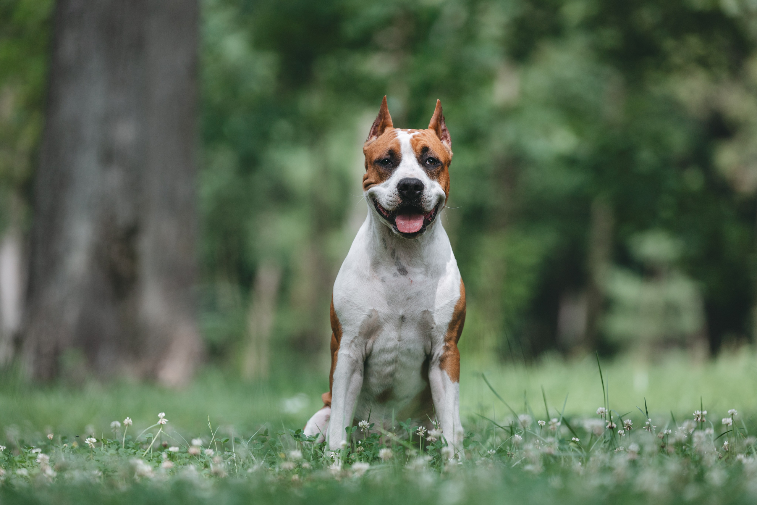 Американский стаффордширский терьер. Фотограф Анималист в Москве Анастасия Жучкова