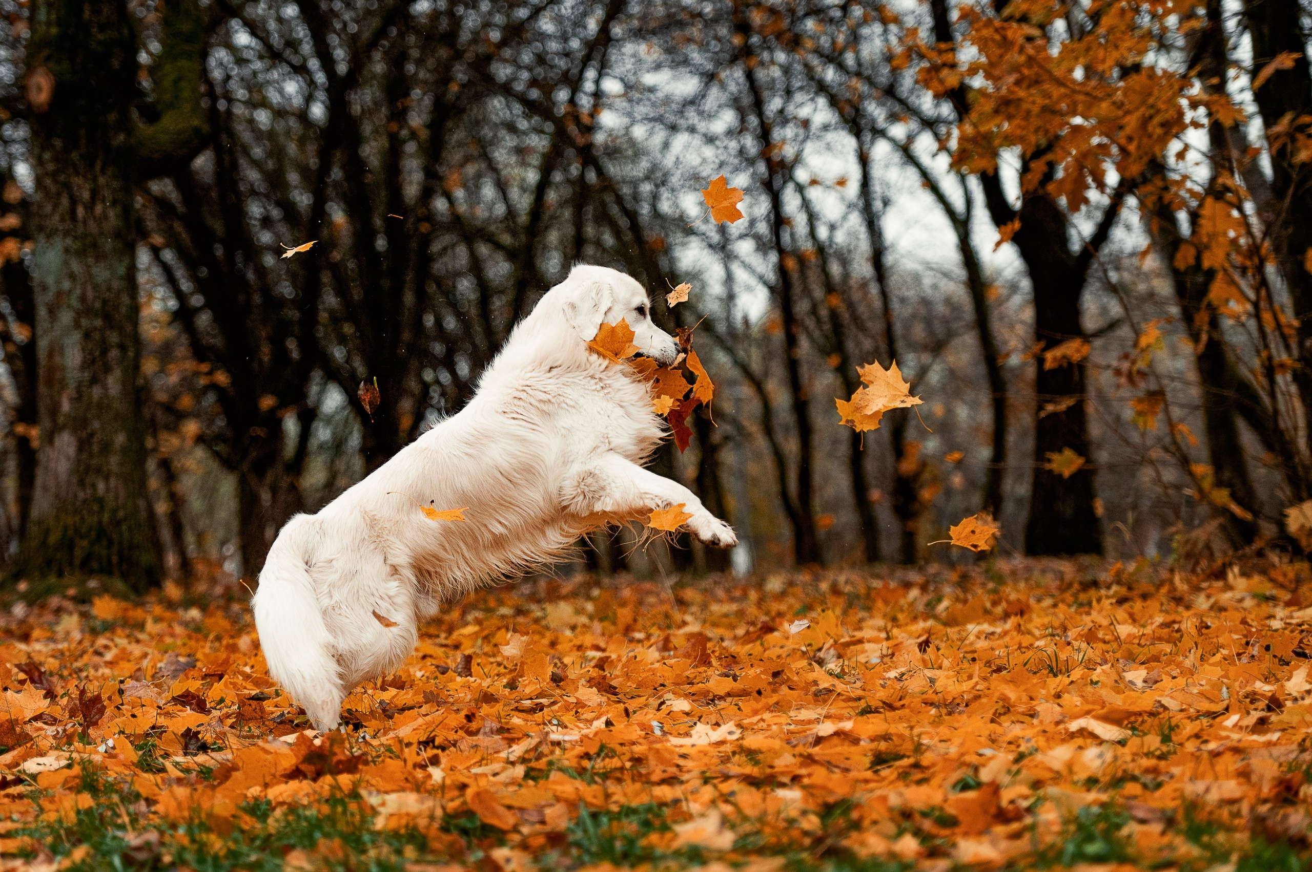Айс и золотая осень. Фотограф-анималист