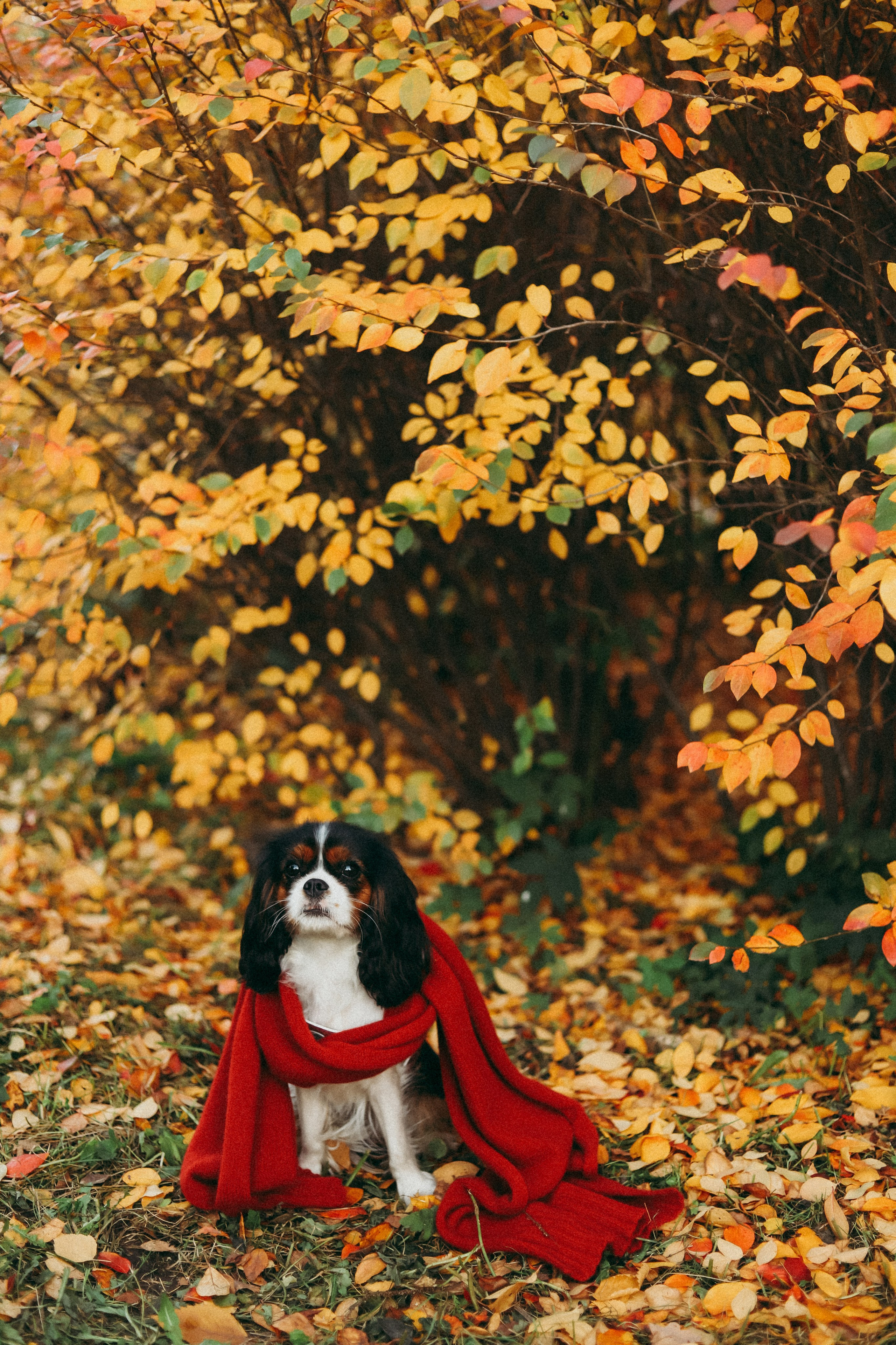 Виктория и семья. Фотограф Москва и Санкт-Петербург