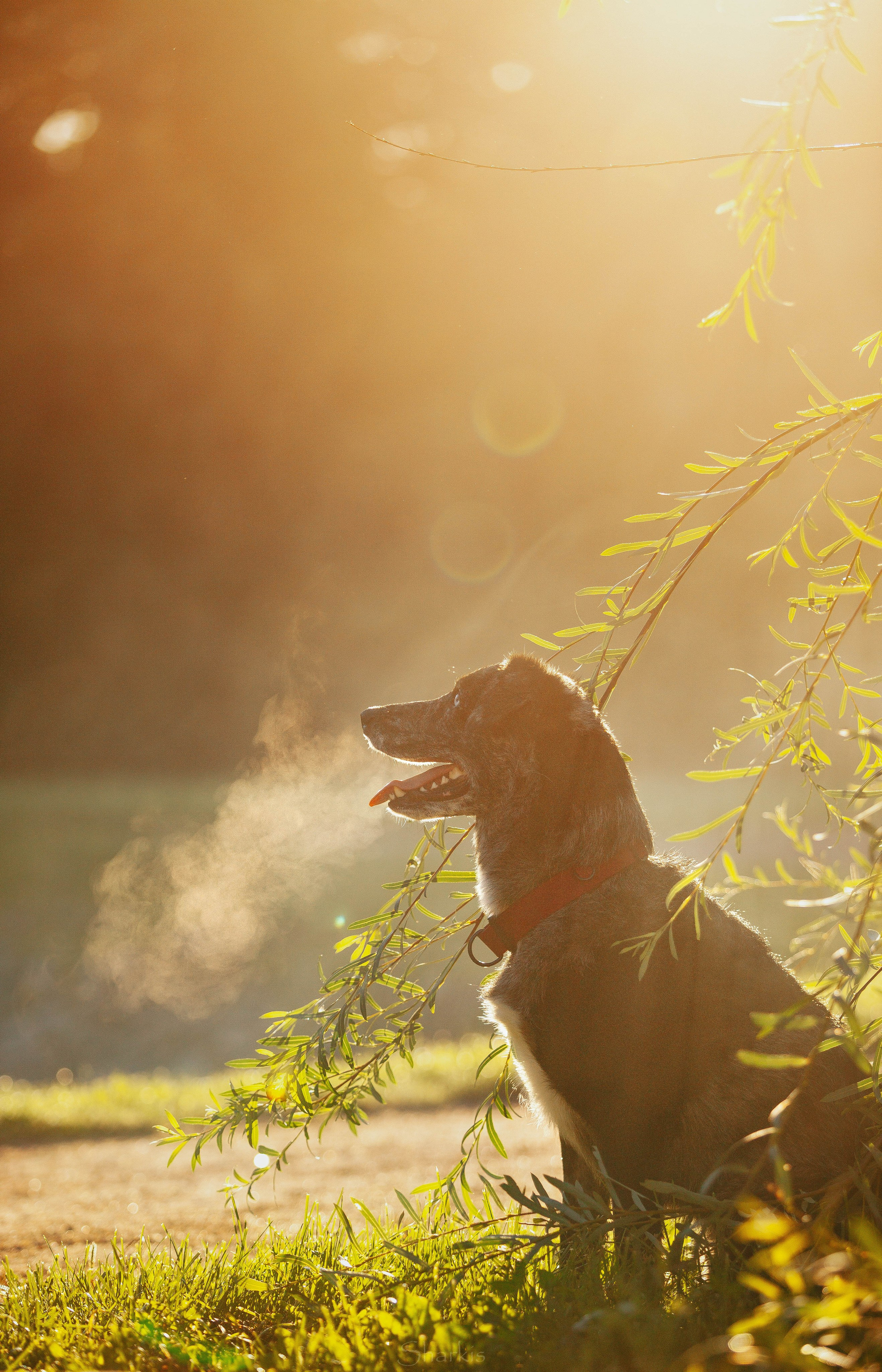 Вега и Гриша. Главная