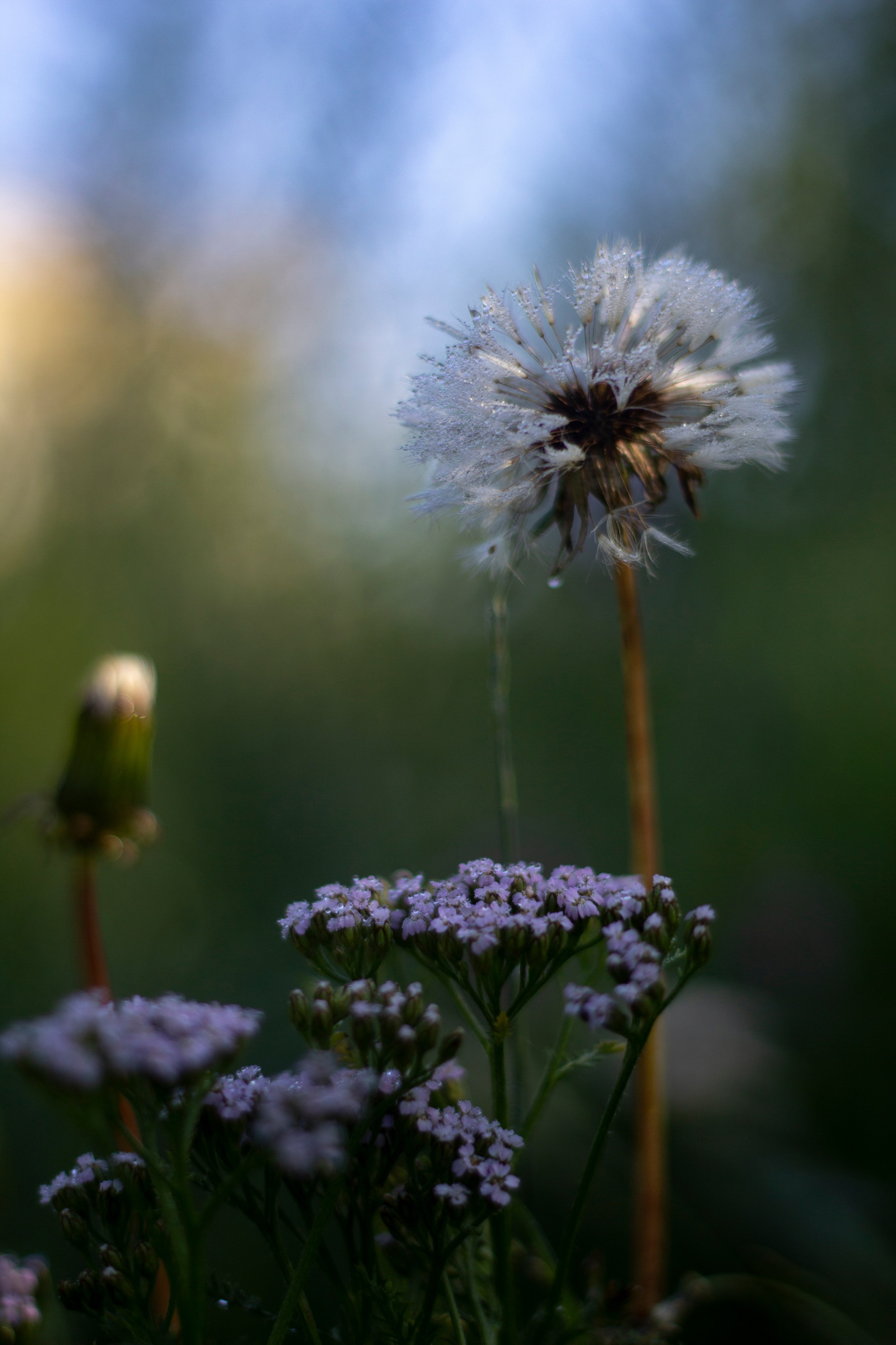 Лето. Ваш фотограф Северск | Томск