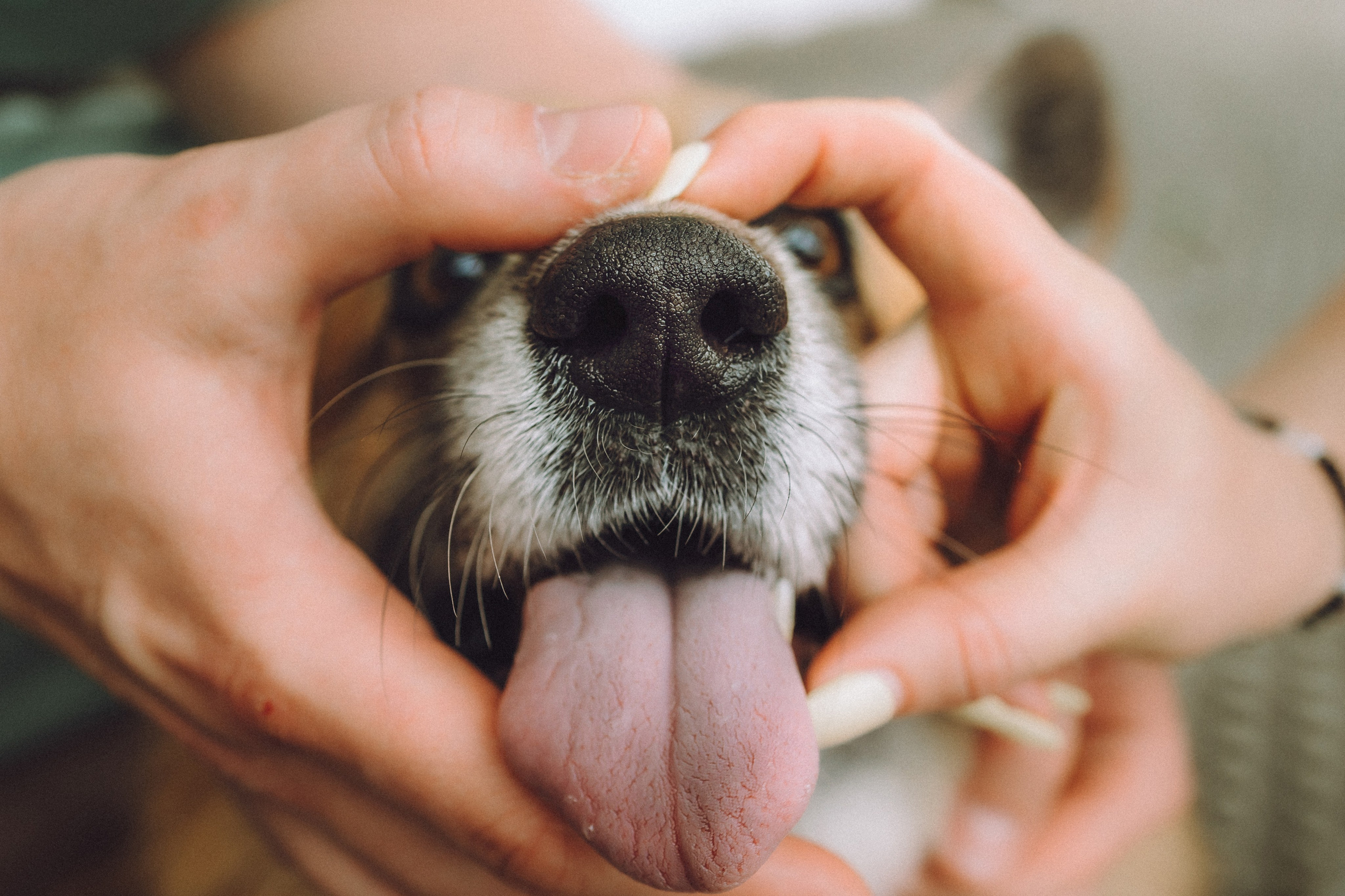 Ира, Леша и Харли