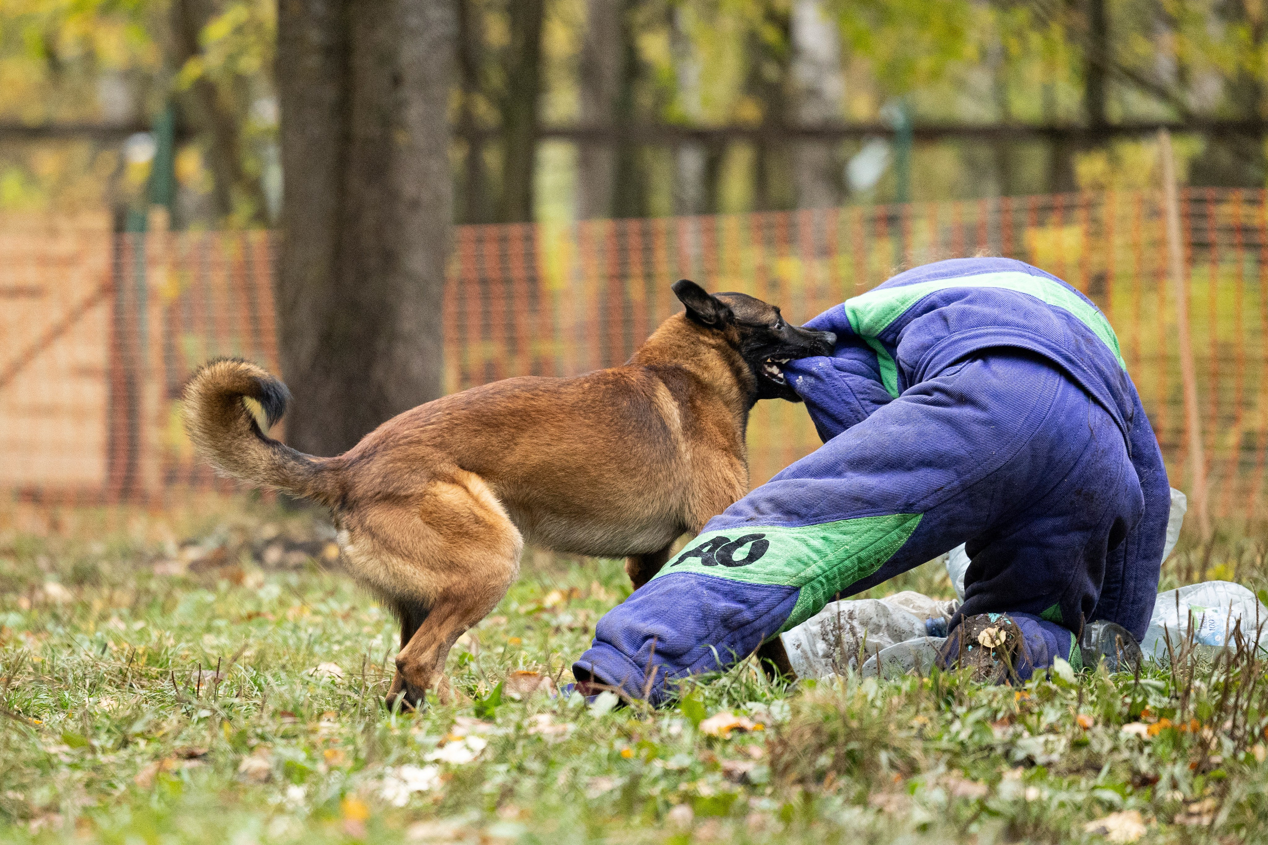 Соревнования по Мондьорингу г. Вологда. Фотограф-анималист Анна Маринич