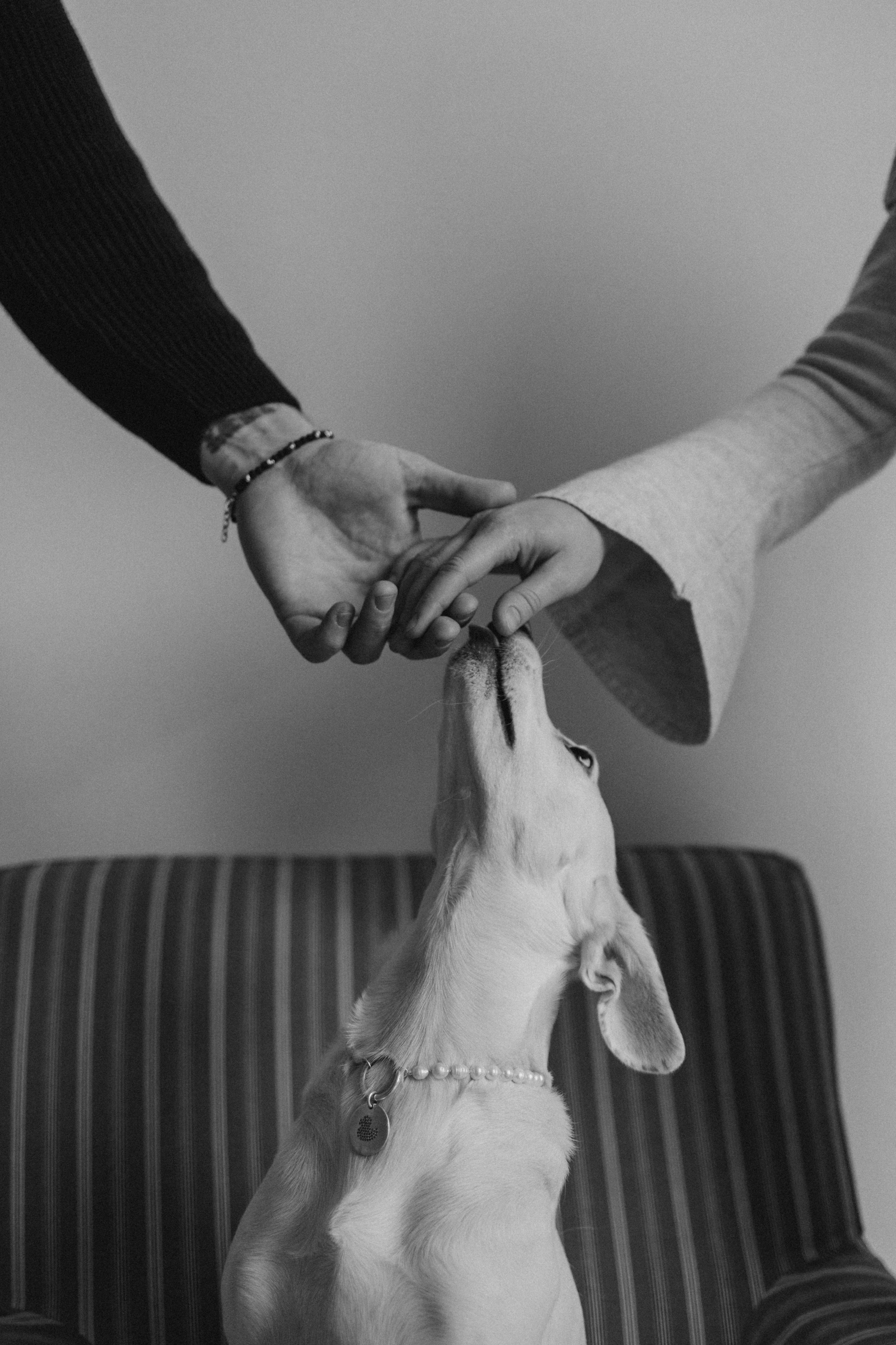 Луна и ее семья. Фотограф — Анималист | Санкт-Петербург