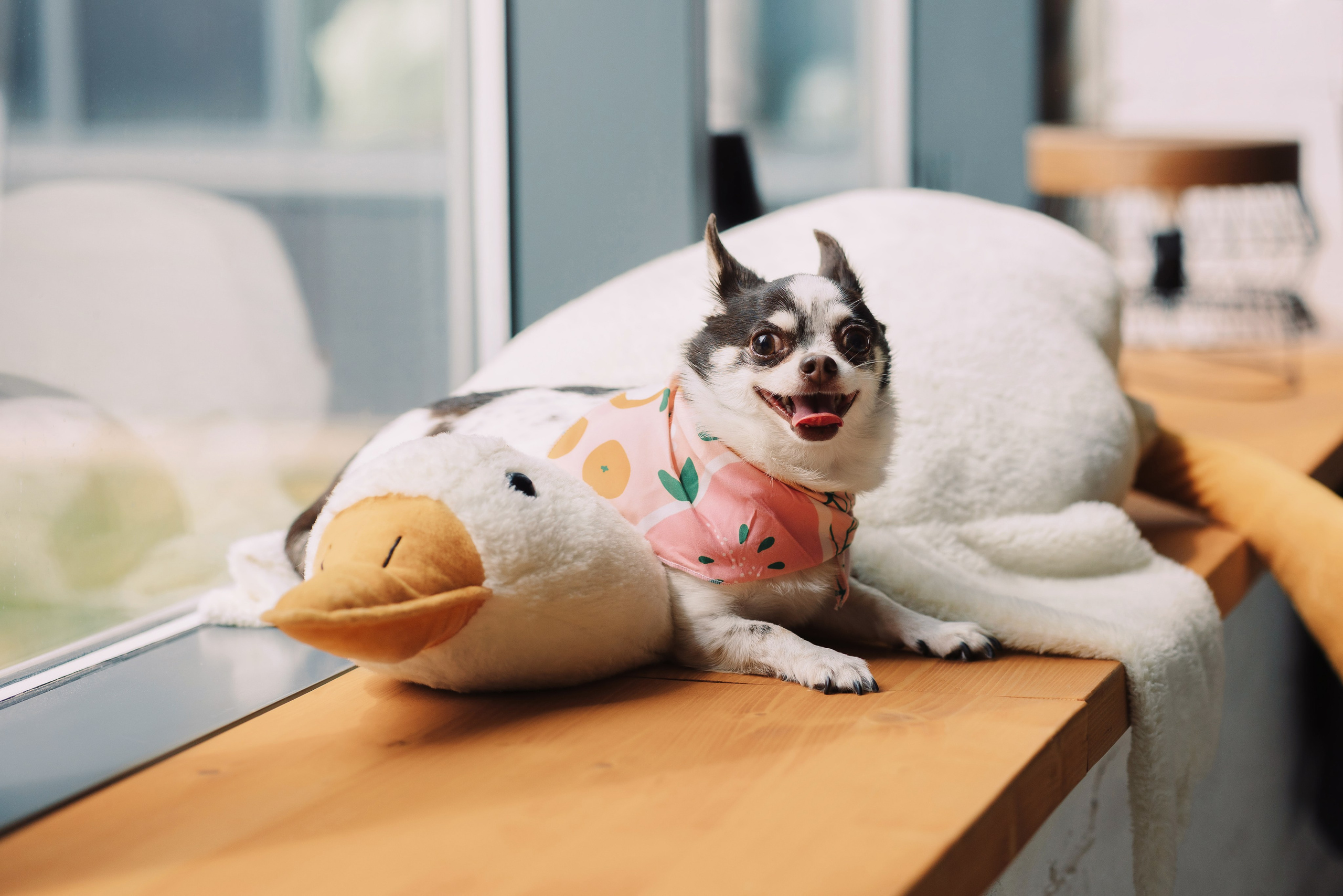 Магазин Friend of mine. Фотограф-анималист Елена Радченко, Москва