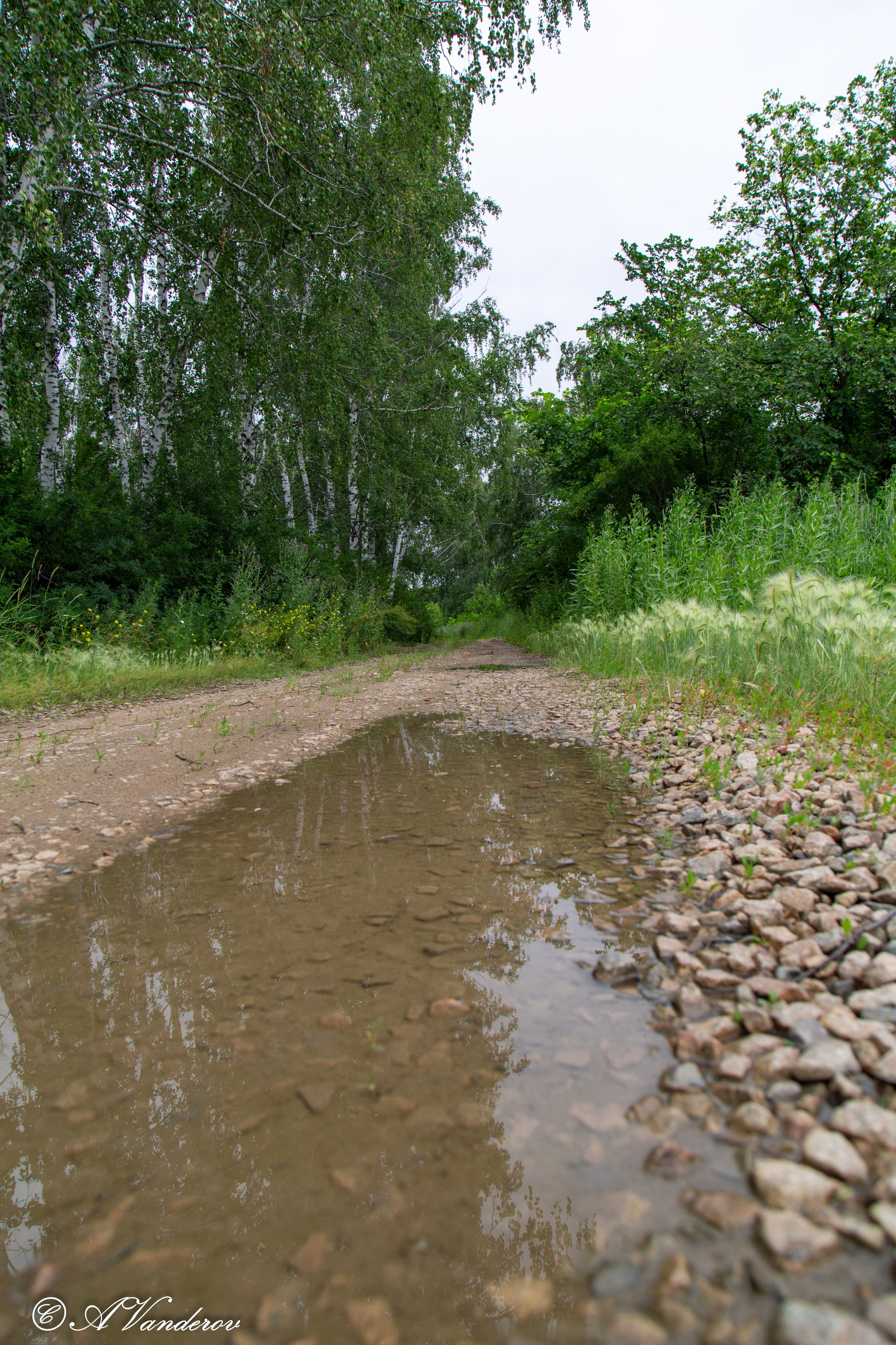 Калачинск 07.07.2024. Фотограф Омск | Александр Вандеров