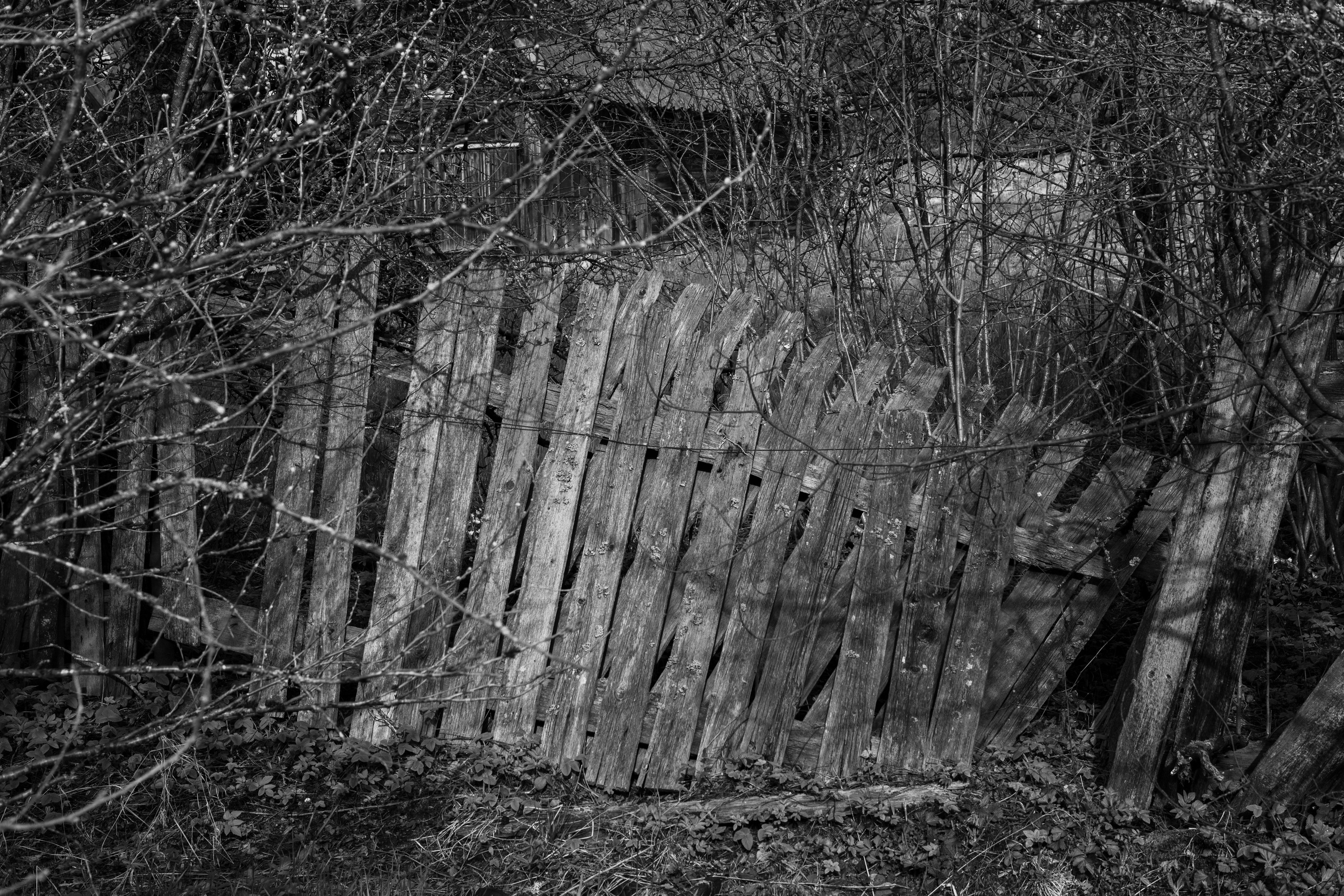 Хранитель лесов. Портретная фотосъёмка, репортажная, контент для вашего бизнеса
