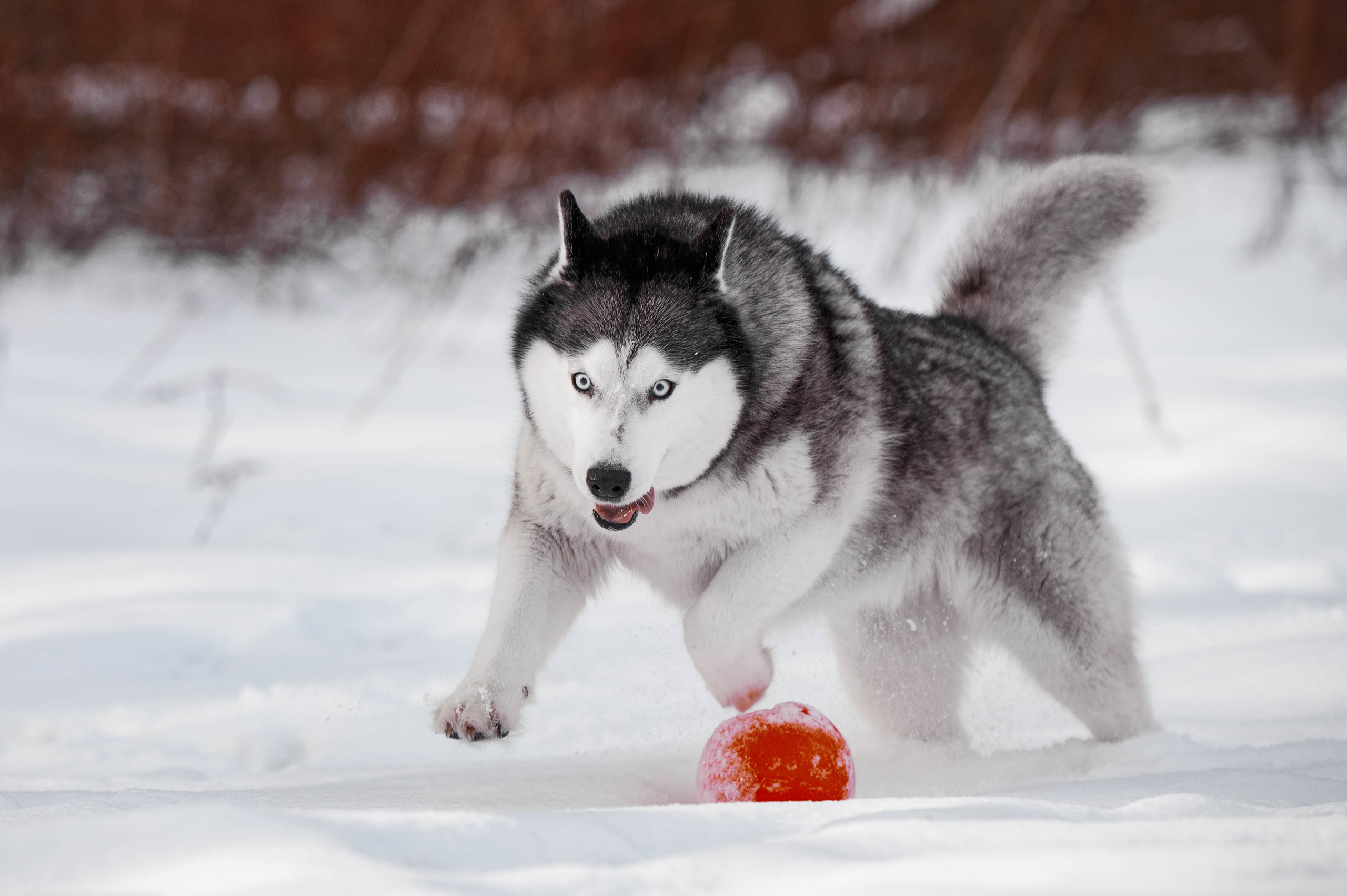 Шанель. Фотограф-анималист