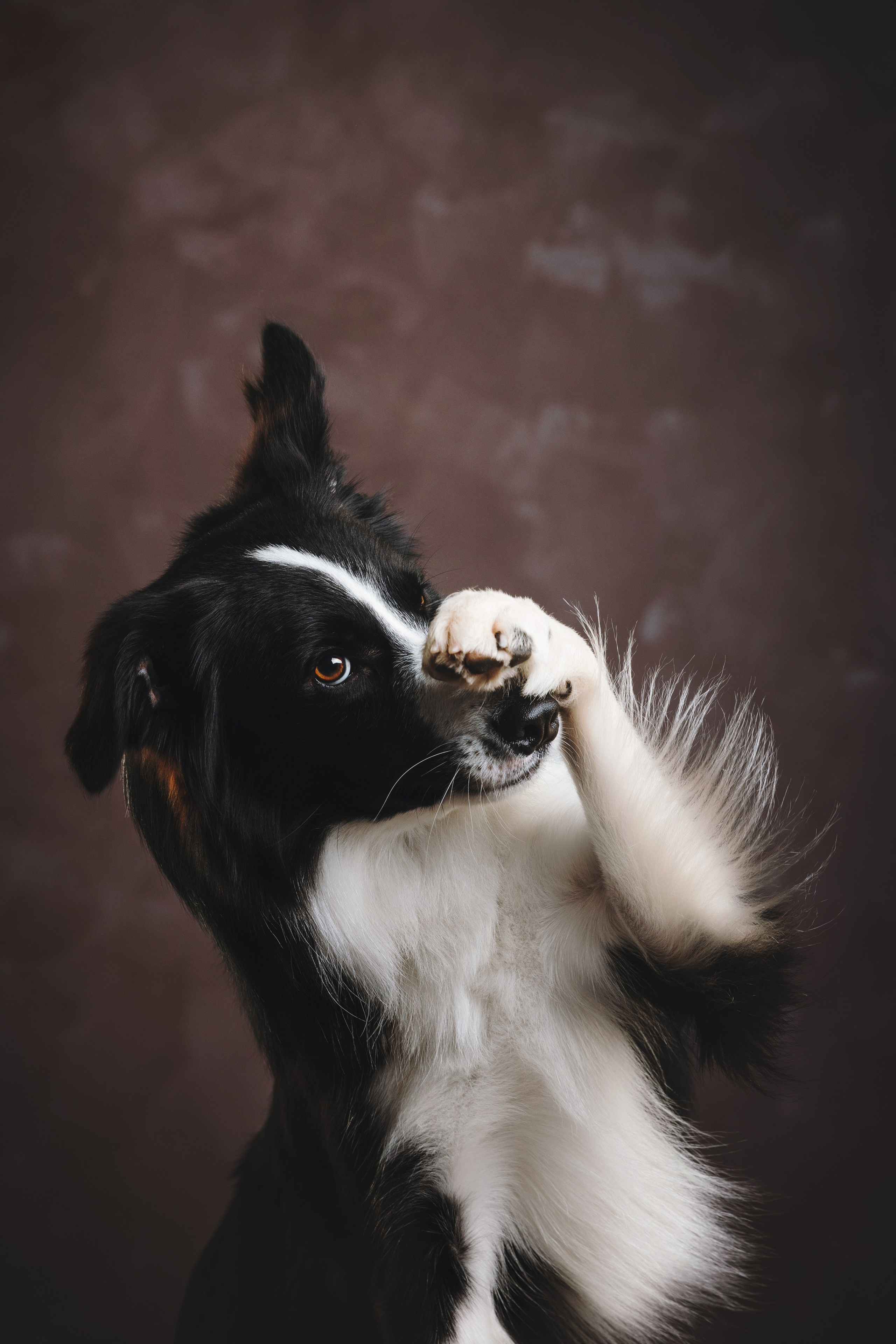 Бордер-колли. Фотограф анималист Осипчикова Мария