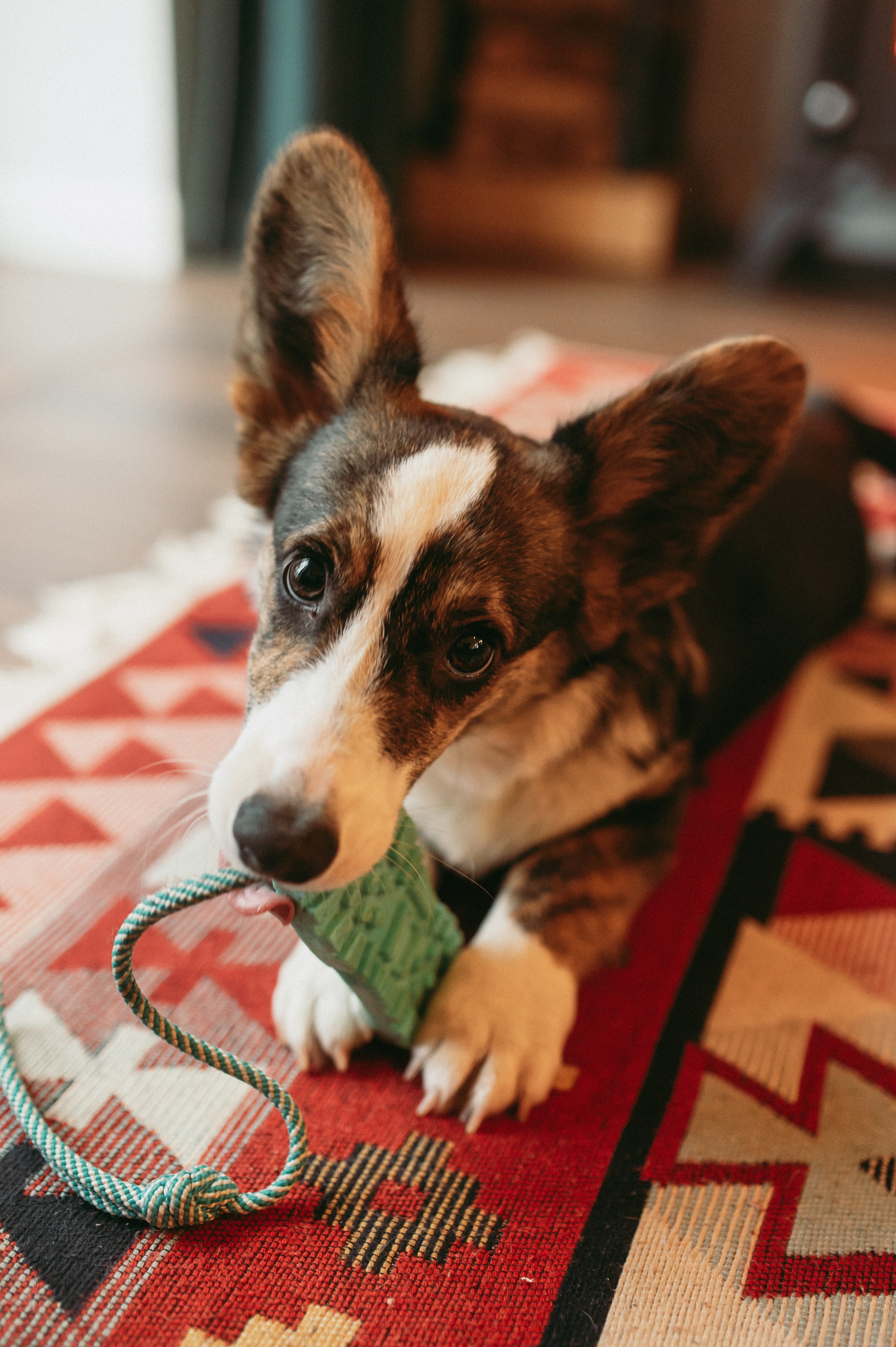 Пока СНИКИ ещё маленький. Семейный фотограф МОСКВА/Королёв