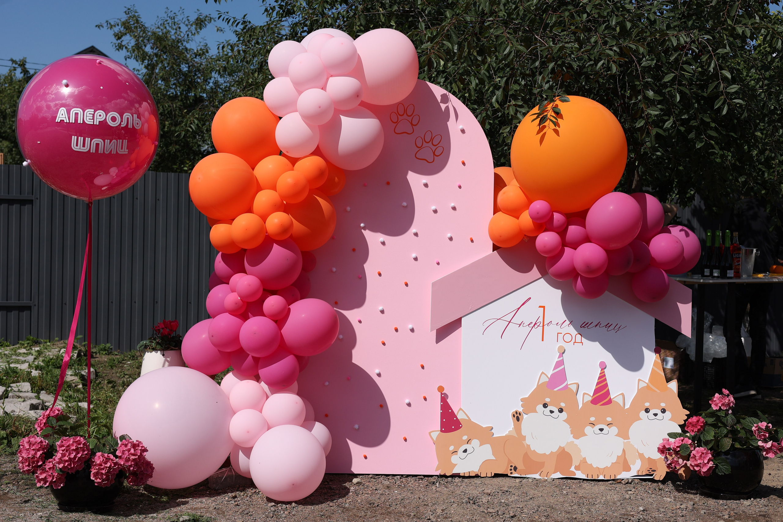 Апероль 1 годик. Фотограф Санкт-Петербург