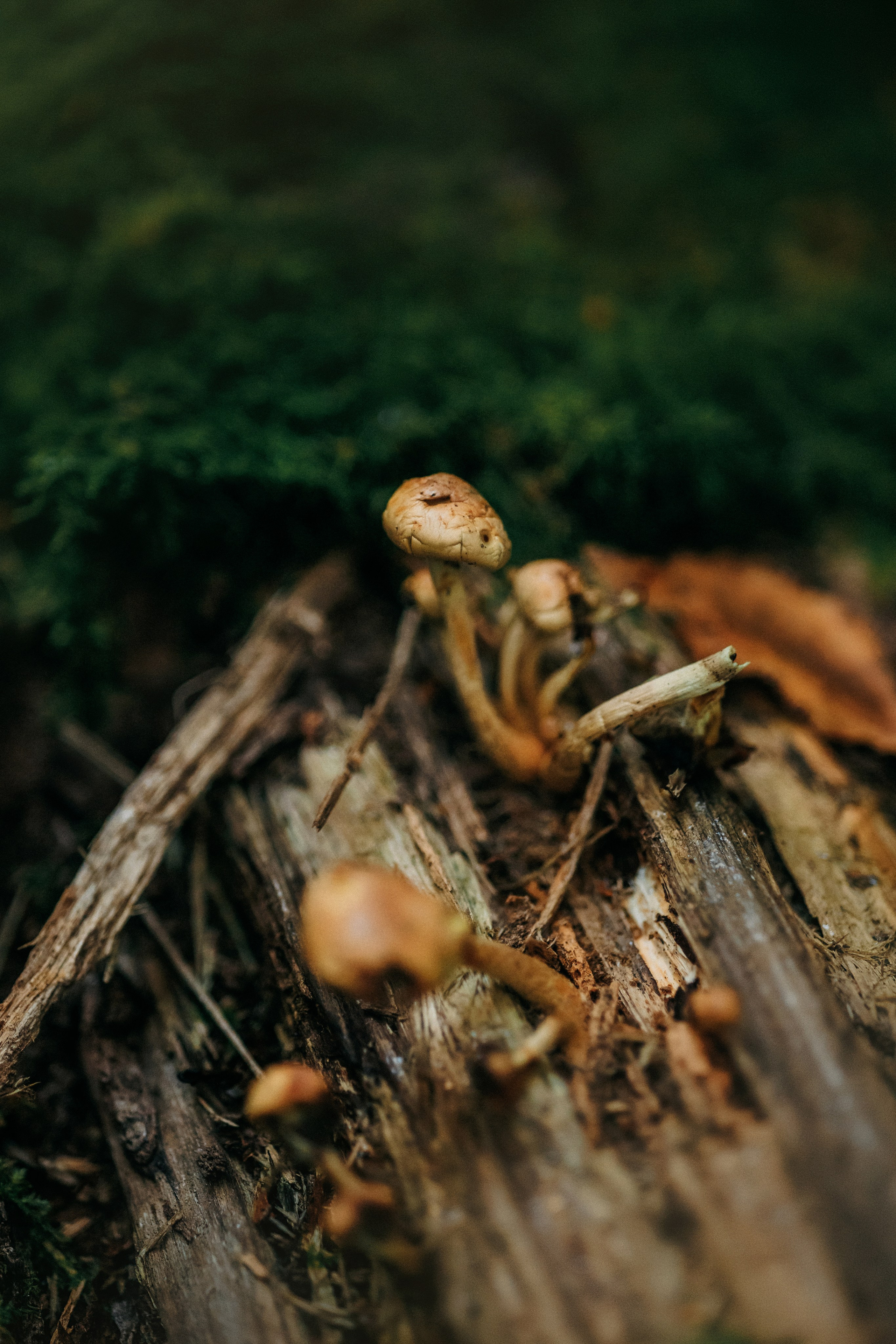 Лена и Джин. Фотограф-анималист Елена Радченко, Москва