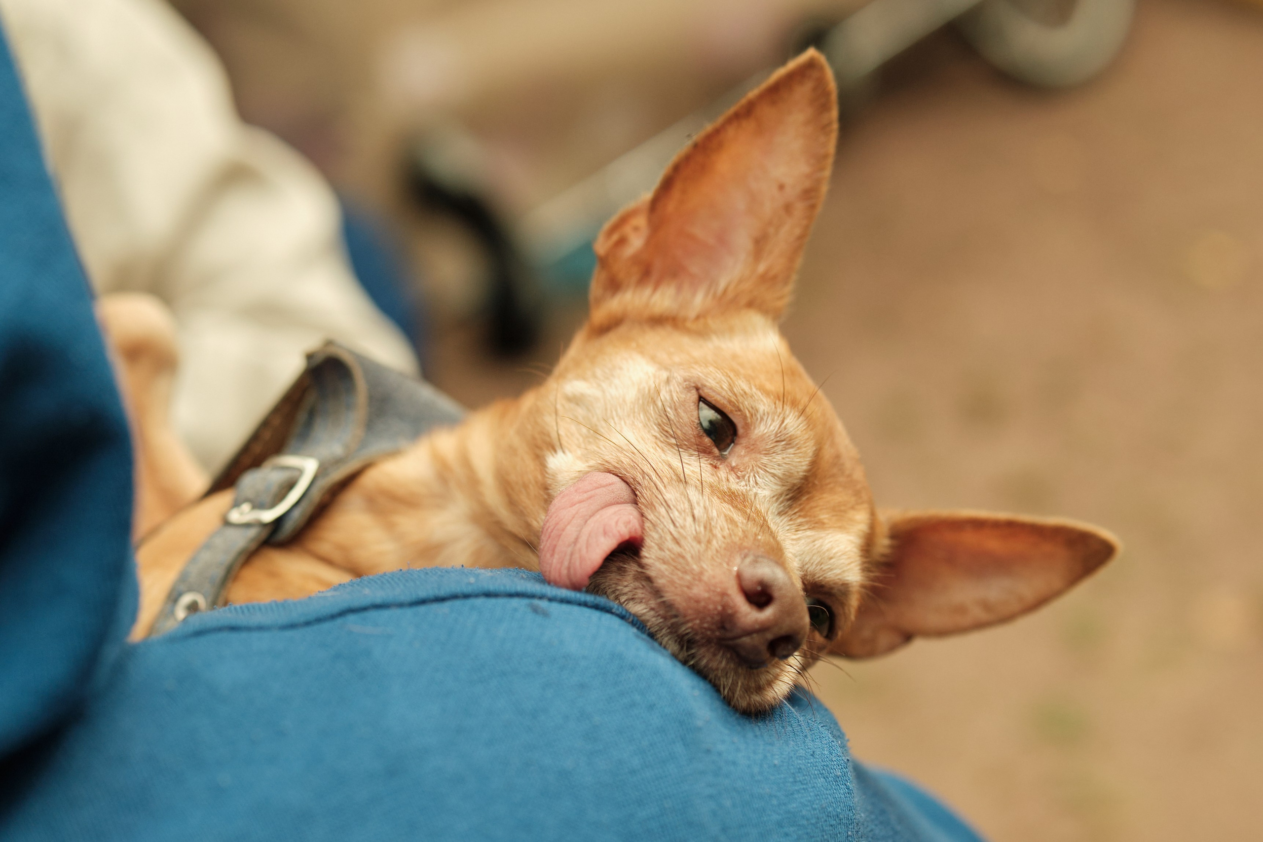 Репортаж с детского городского праздника в Санкт-Петербурге | Филипп Линзин. Репортажный и портретный фотограф в Санкт-Петербурге Филипп Линзин