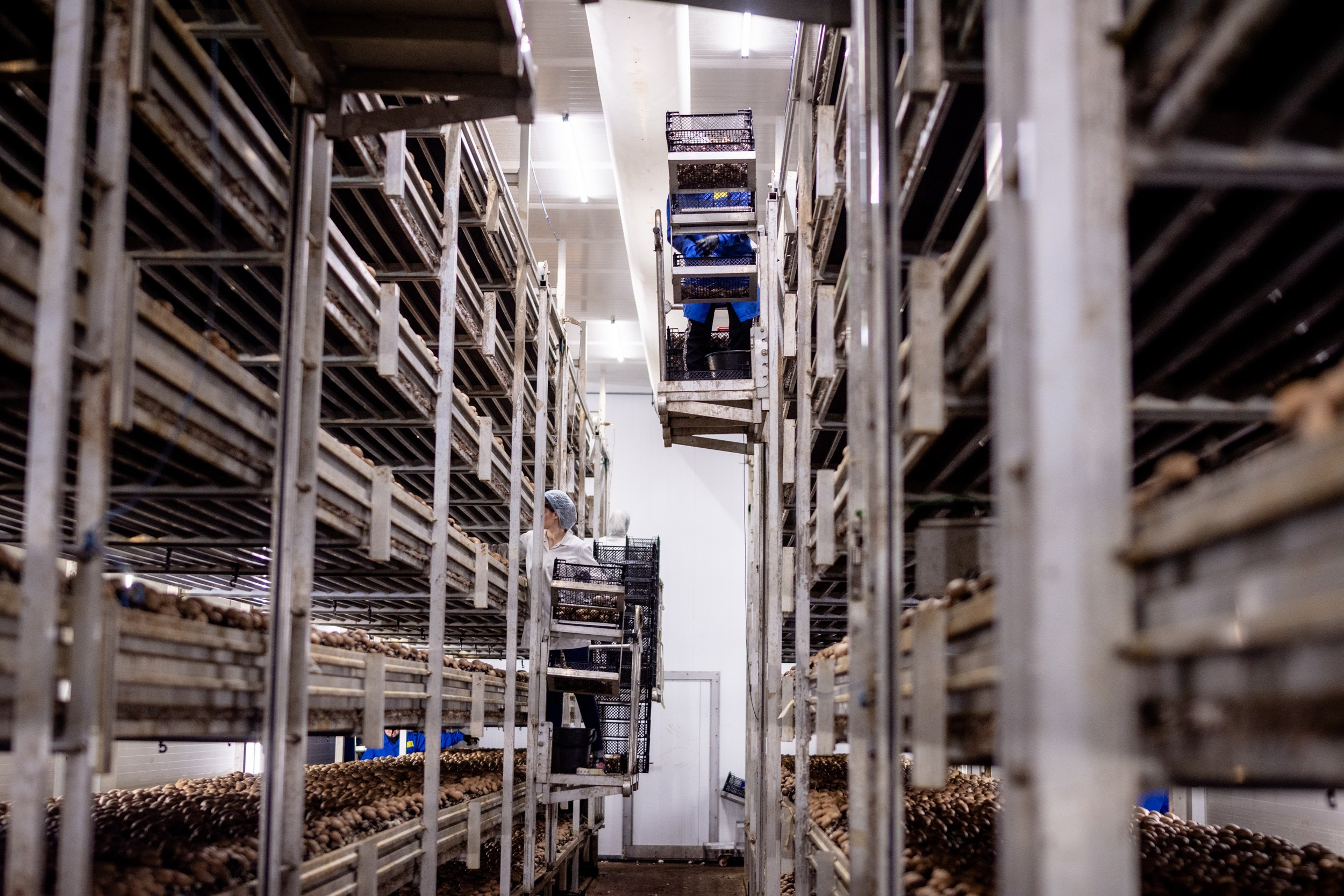 IGS AGRO завод шампиньонов. Коммерческий фотограф в Казани Ксения Добролюбова