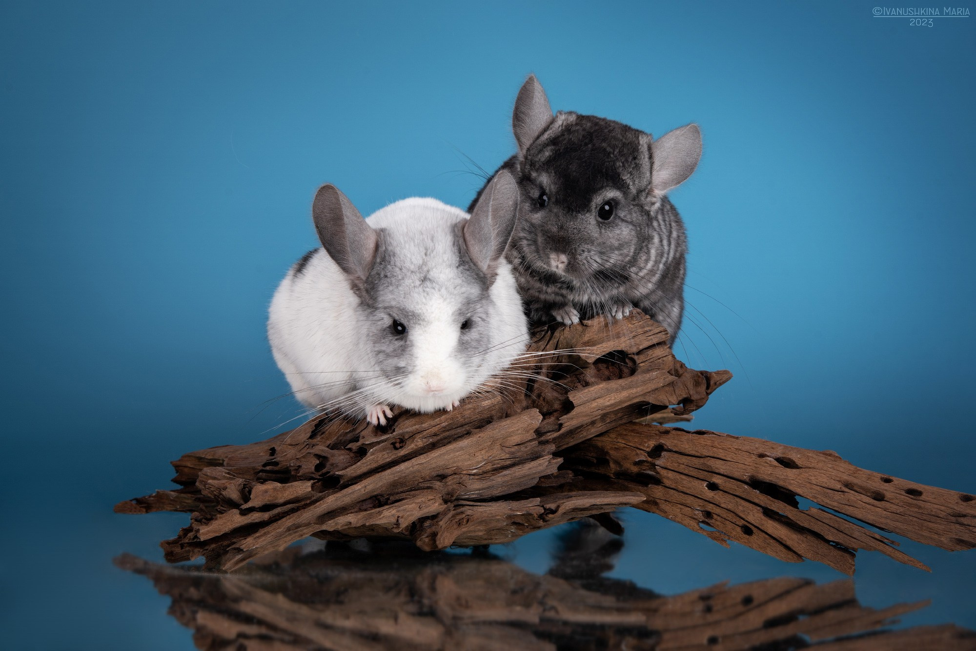 Фотосессии экзотических животных в студии. Фотограф собак в Москве и Московской области Иванушкина Мария