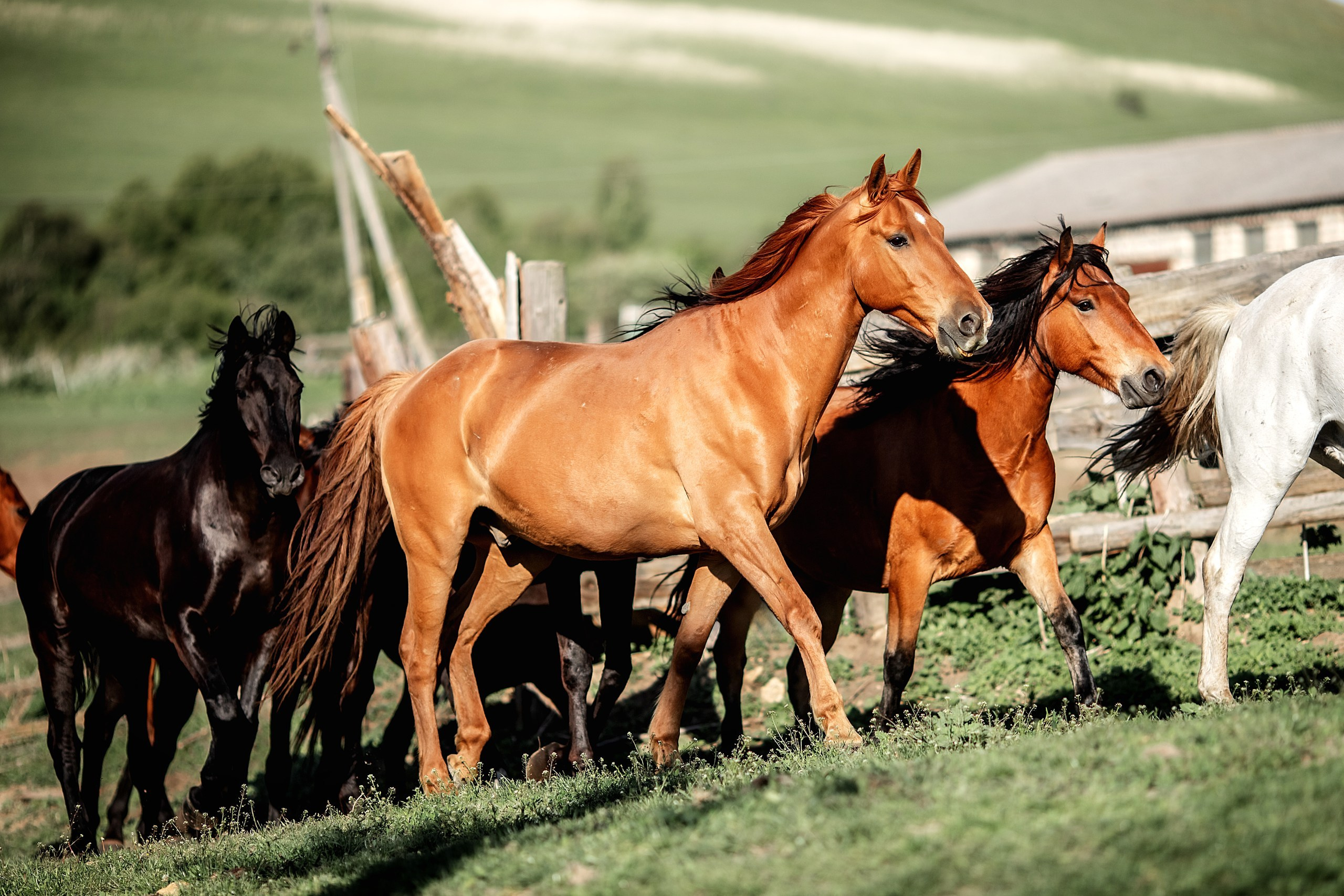 КЧР май'24. BrisArts