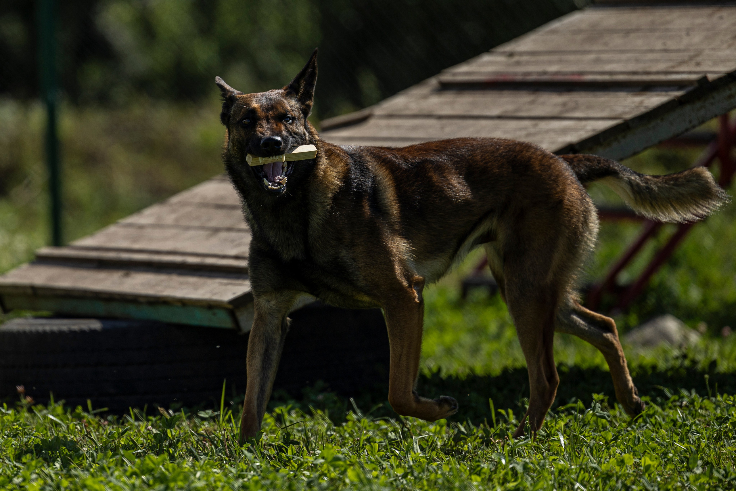 Соревнования по Мондьорингу г. Вологда 10-11.08.2024. Фотограф-анималист Анна Маринич
